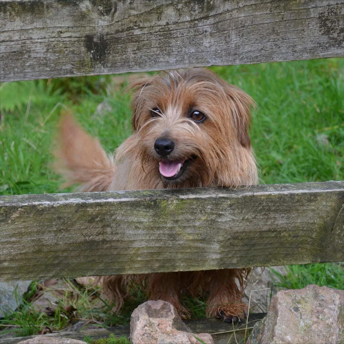Our beloved Norfolk Terrier Crumble died yesterday. God we&rsquo;re going to miss her and her huge character. She gave us 14 and a half years of absolute joy and mischievousness. Would love to say she was fiercely loyal but she would have run off wit