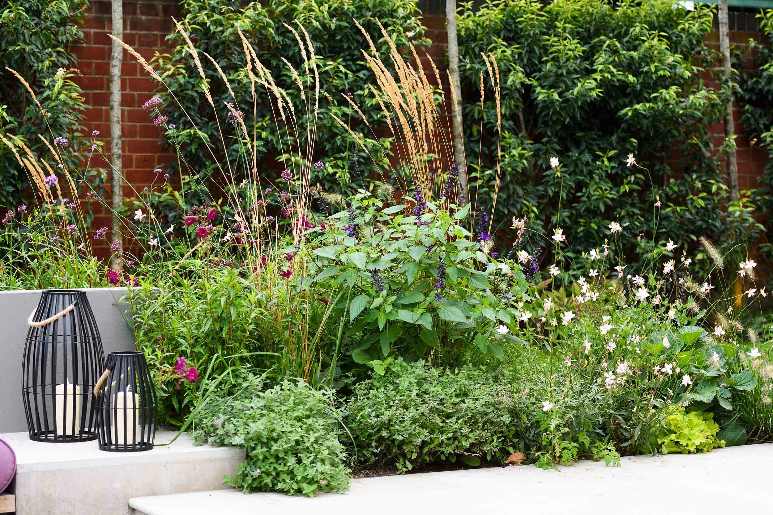 Purple salvia, tall grasses and pink flowers in a garden border next to black wire lanterns on a concrete step