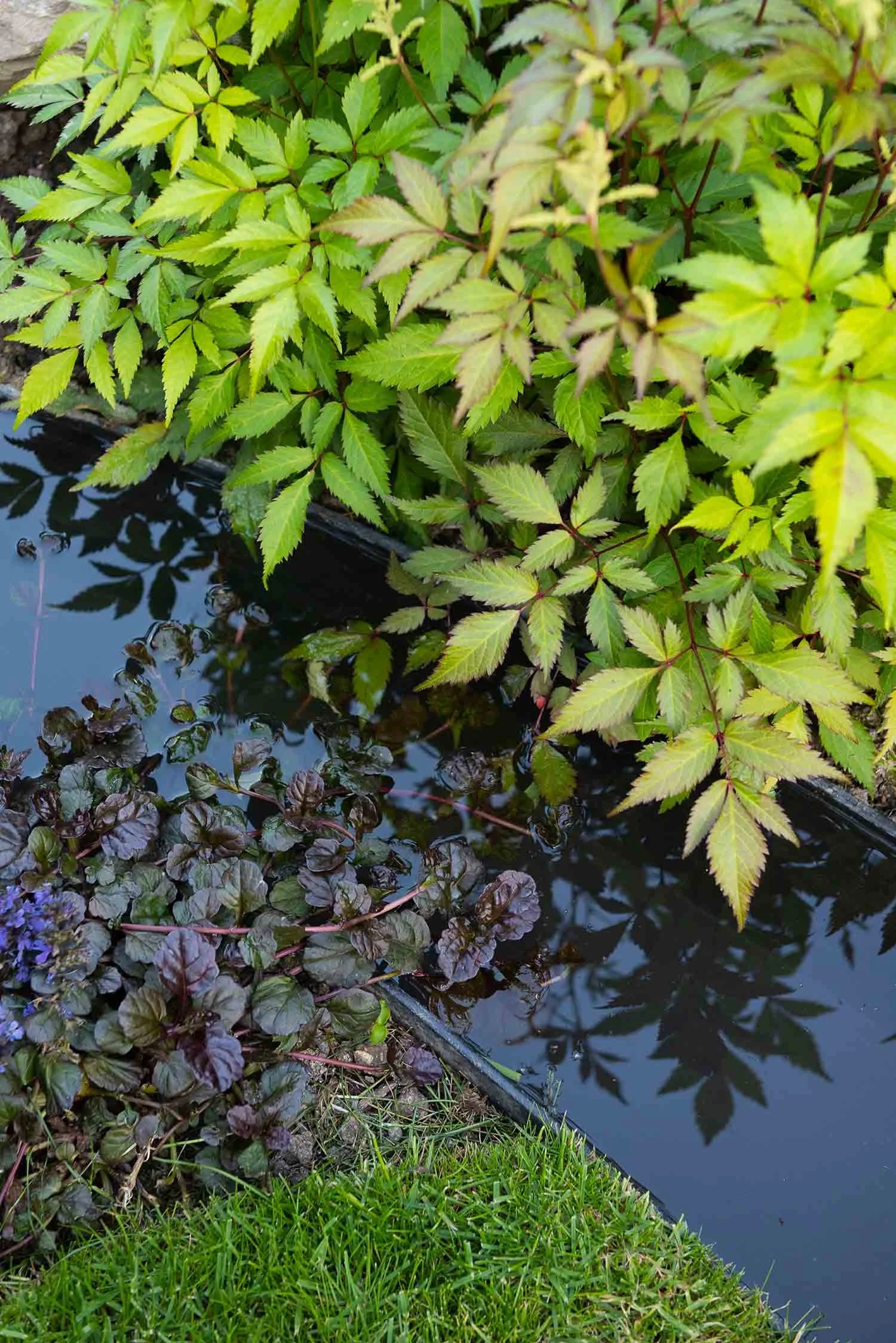 Top down view of dark purple ajuga and bright green astilbe leaves reflecting in a still black garden water rill