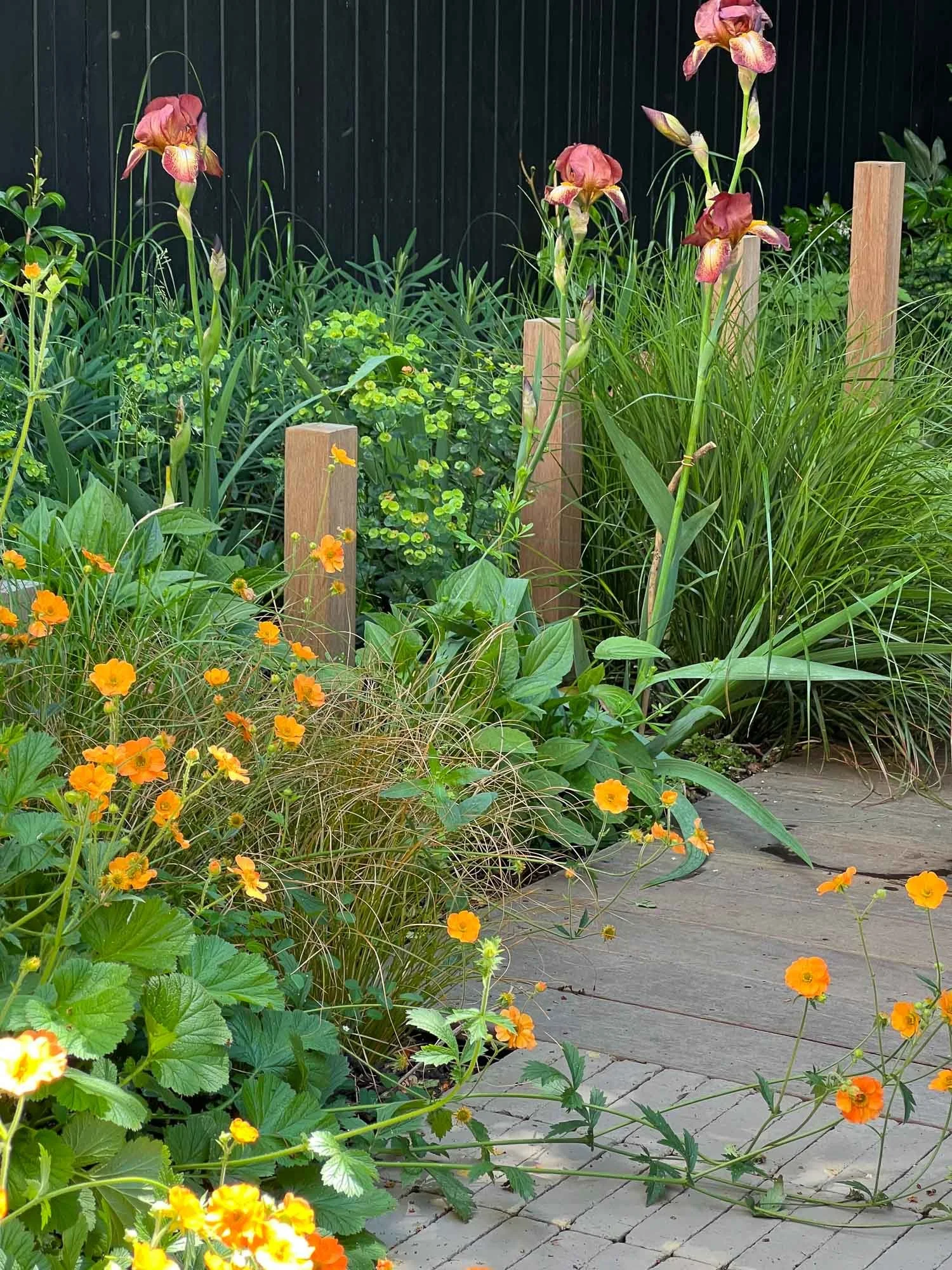 A garden with orange and yellow flowers, green plants, and tall pinkish-purple flowers next to a wooden walkway and a black fence background.