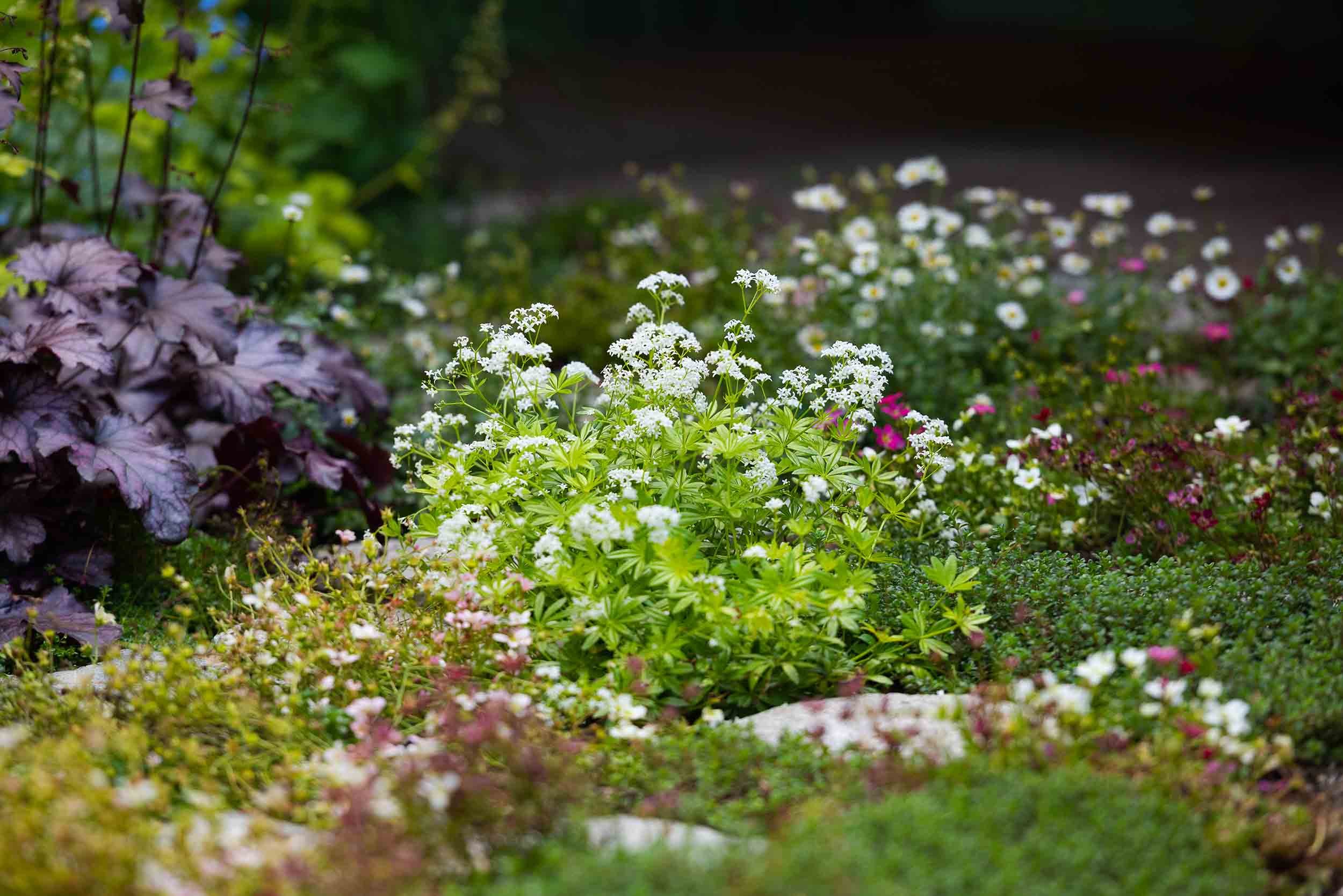 Close up of delicate white woodruff flowers blooming in a lush garden bed with purple heuchera and green groundcover