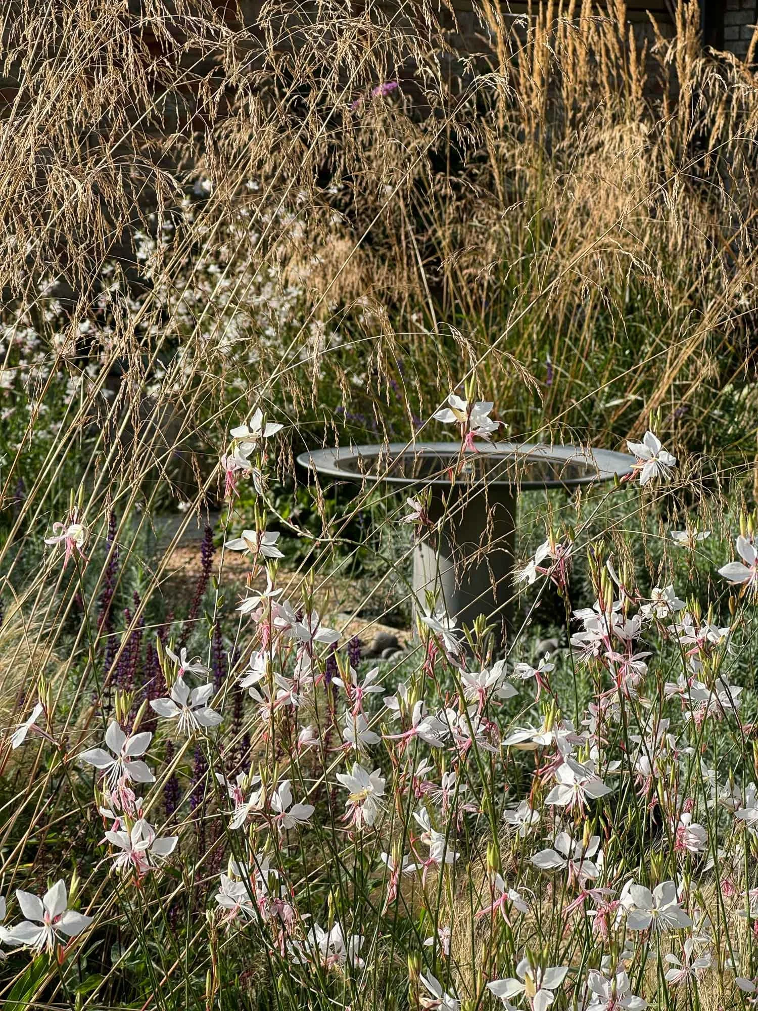 A garden scene with tall ornamental grass, white flowers, and a potted plant in the center.