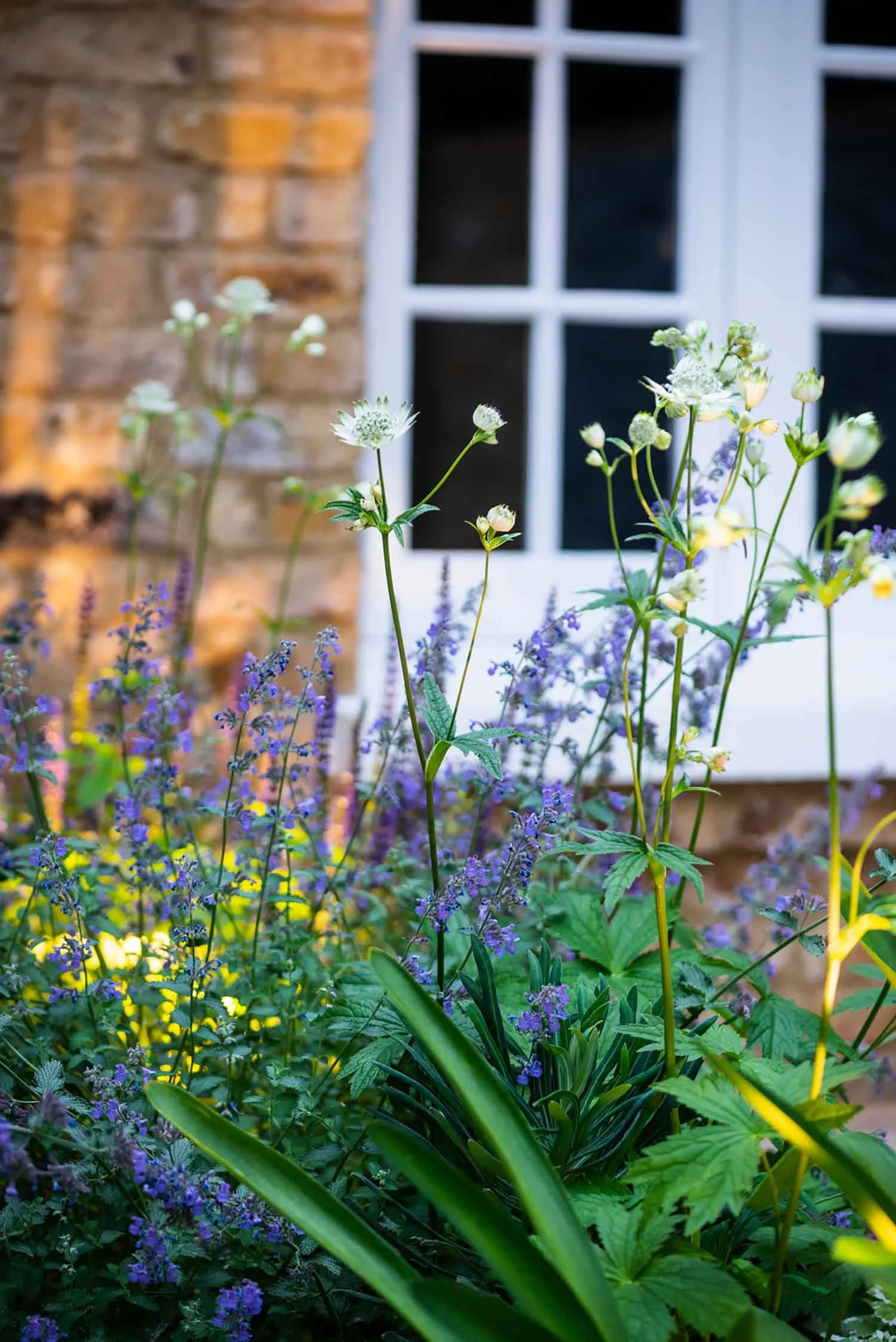 Close up of white Astrantia and purple Nepeta flowers in a garden border with warm evening lighting and a white window