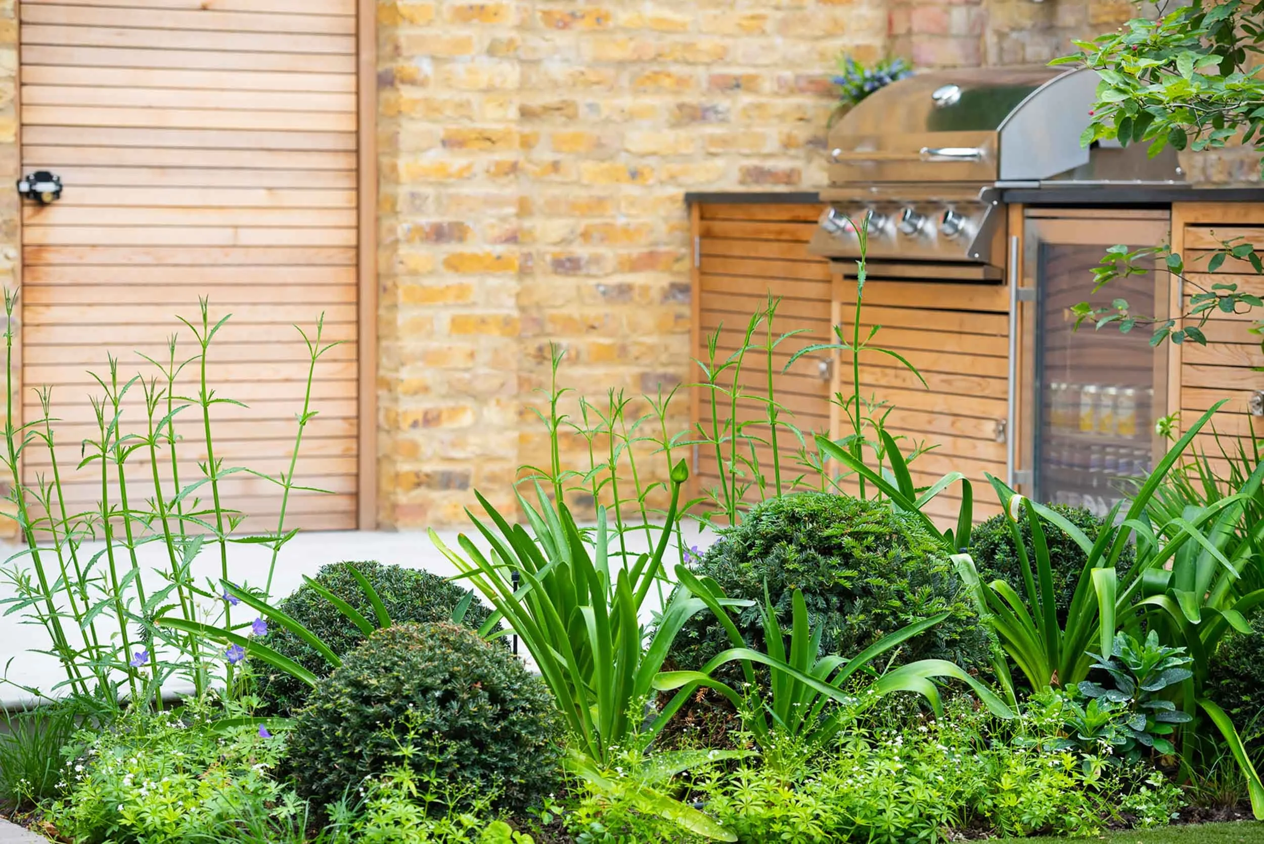 Close up of garden planting with green Agapanthus and Box balls in front of a timber clad outdoor kitchen and brick wall