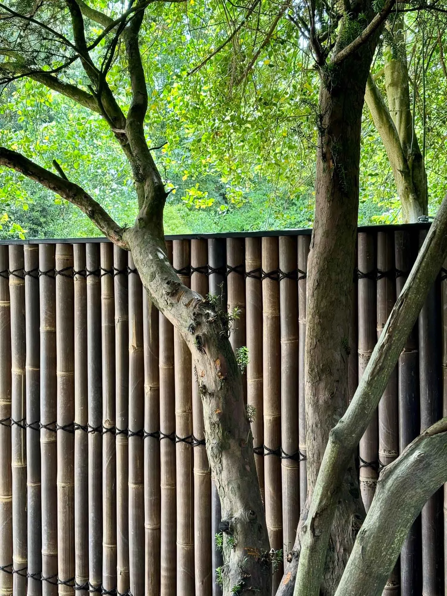 Two tree trunks in front of a bamboo fence with green foliage overhead.