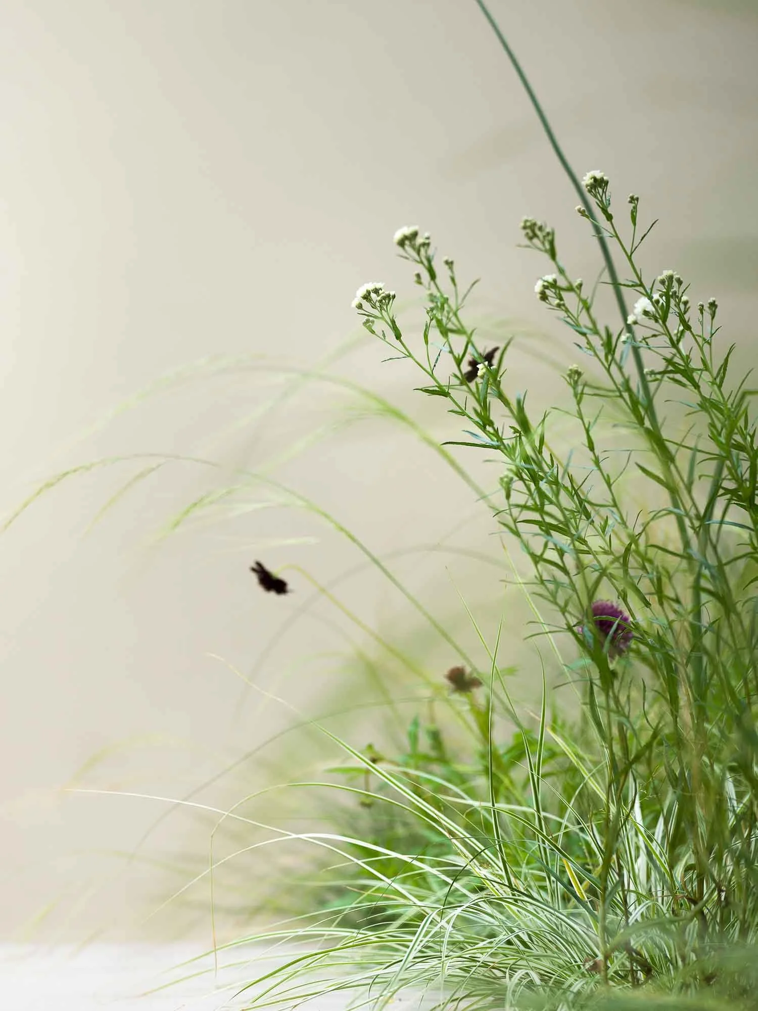 Soft focus view of ornamental grasses and small white flowers set against a neutral cream wall
