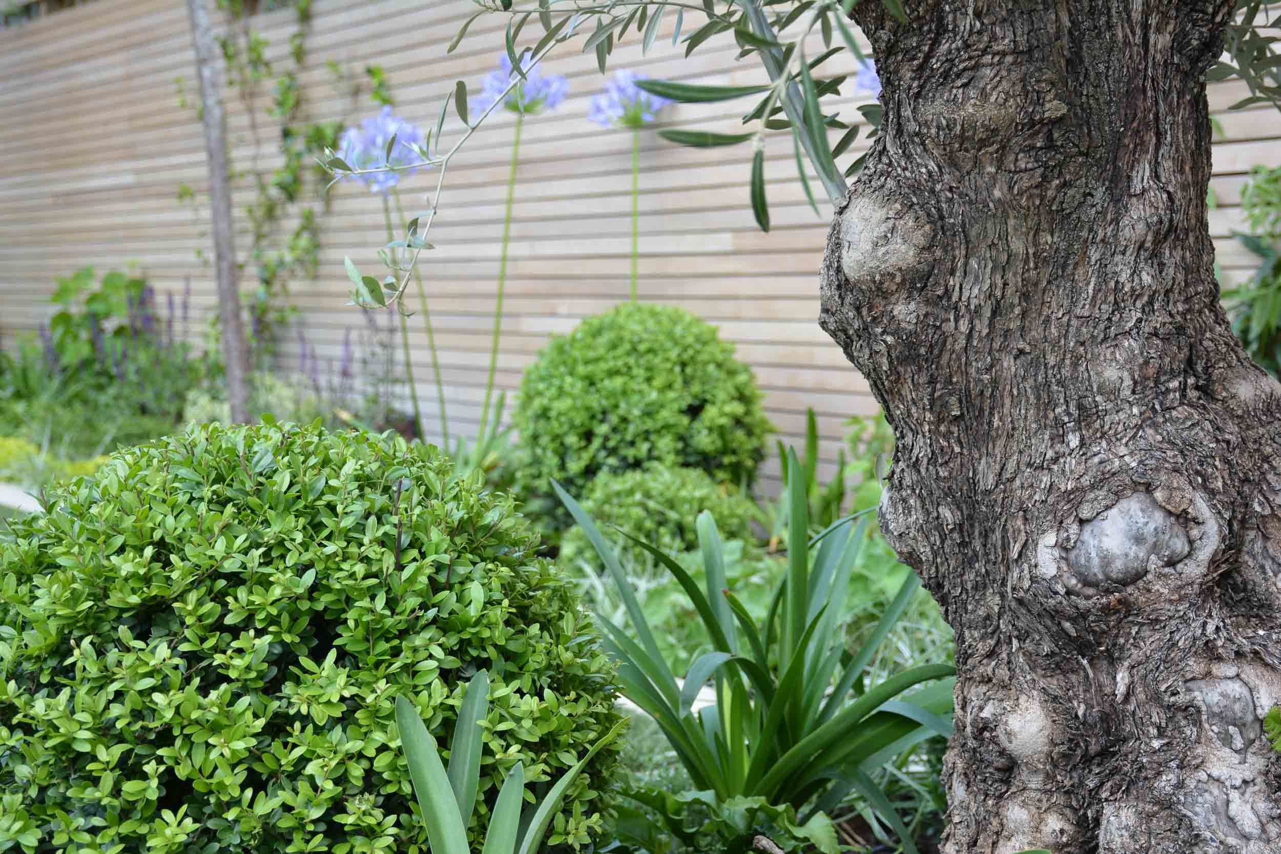 Close-up of a garden with green bushes, spiky leaves, and a tree trunk, with a wooden fence in the background.