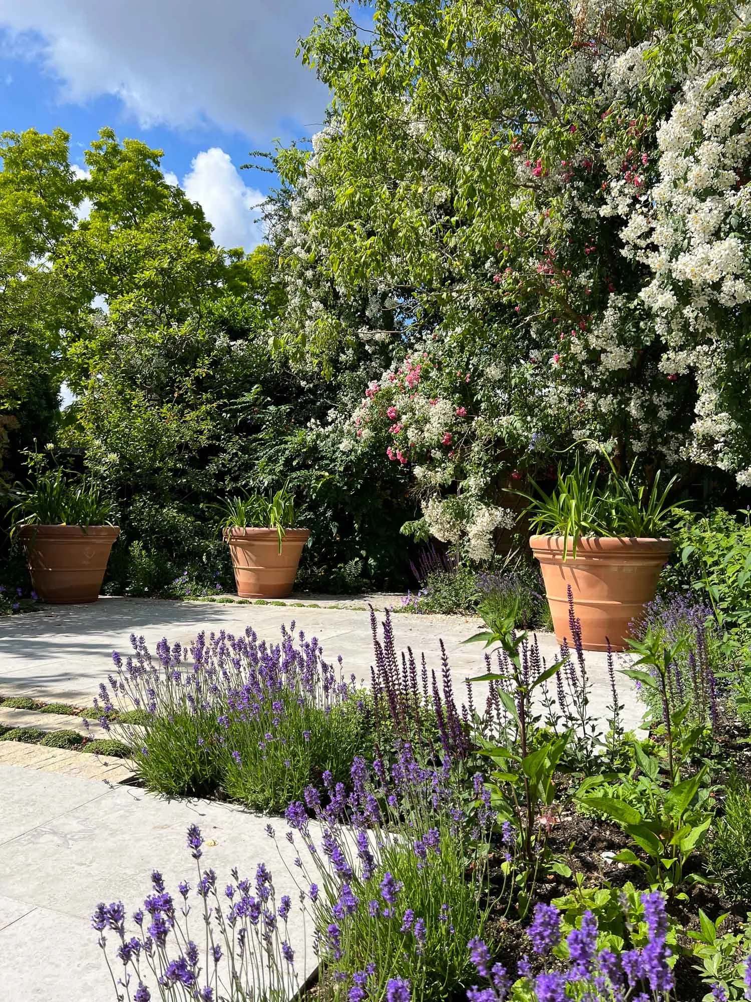 A garden with purple lavender flowers and green plants, potted plants, and flowering bushes against a blue sky with clouds.