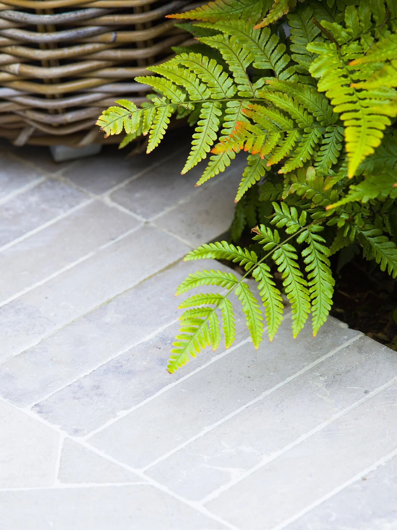 Top down view of green fern leaves growing next to a grey stone patio and the corner of a woven wicker garden planter