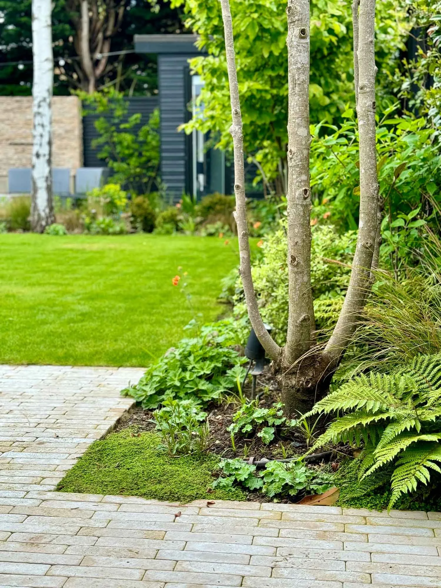 A garden with a brick pathway, lush green grass, and various plants, including a small tree with branches and leaves, and a modern dark-colored building in the background.