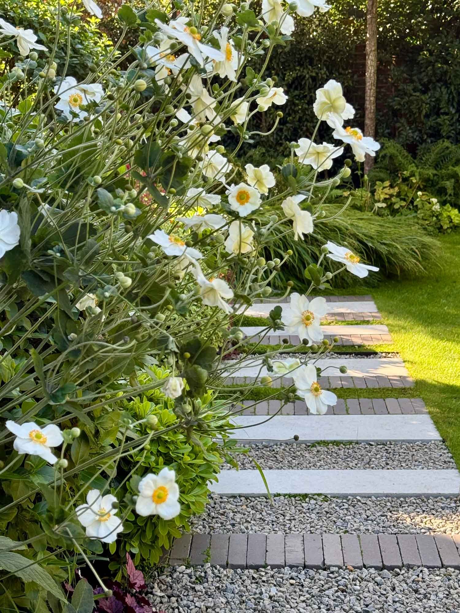 White flowering plants in a garden border with soft greenery behind