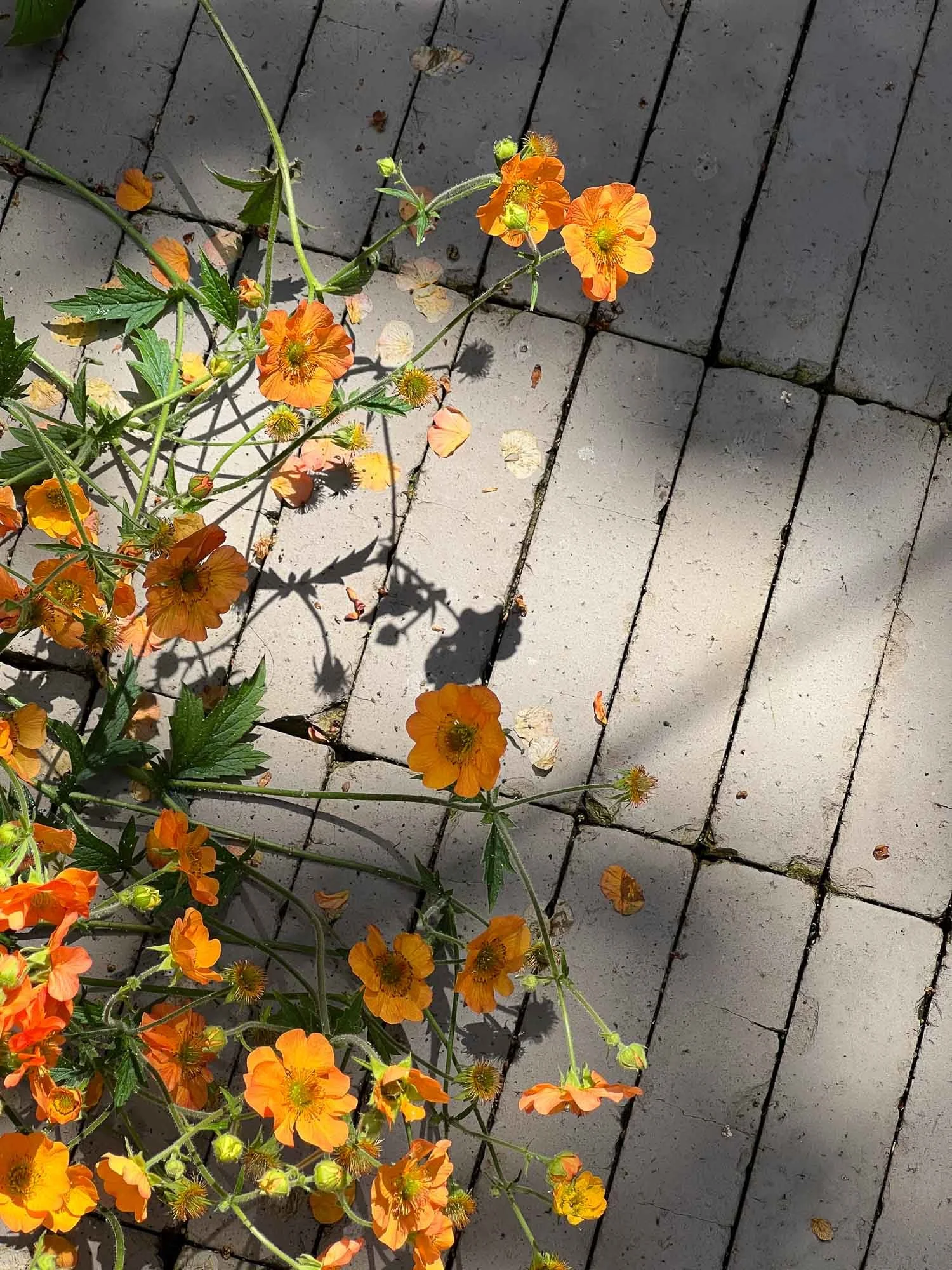 Orange flowers growing on a vine on a tiled sidewalk with some fallen petals and leaves.