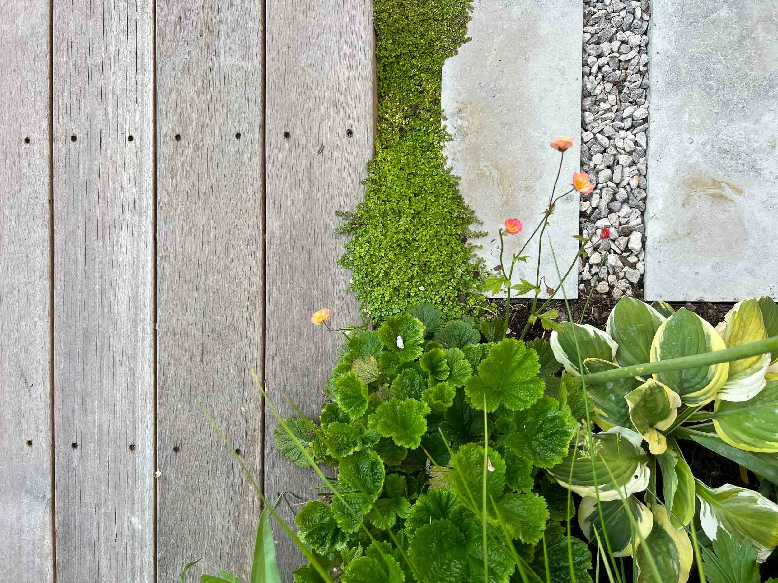 Overhead close-up of a garden boundary showing timber decking, low green ground cover, perennial plants, stone slabs and gravel