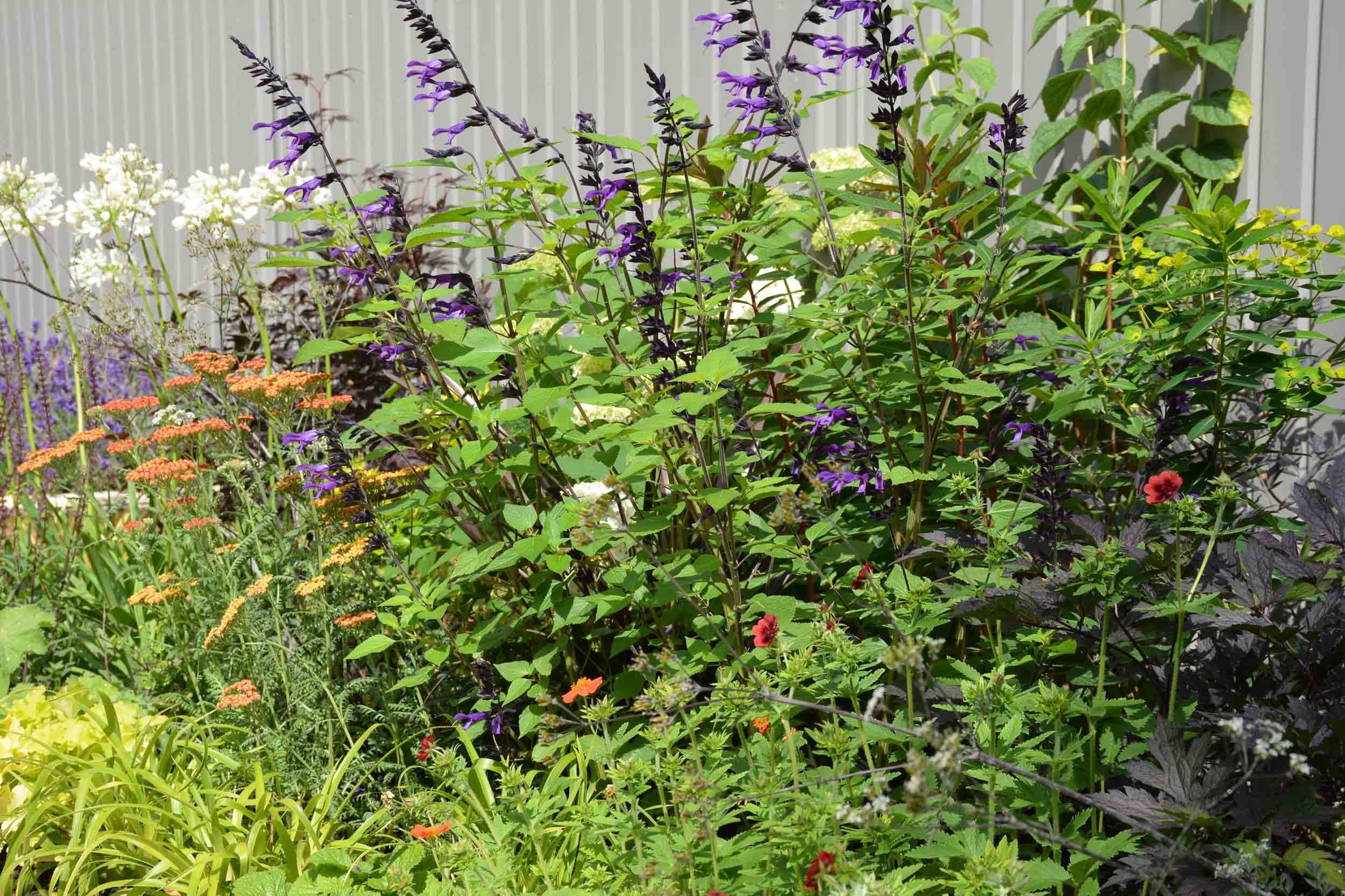 A garden with various flowering plants, including purple, white, orange, and red flowers, set against a gray fence.