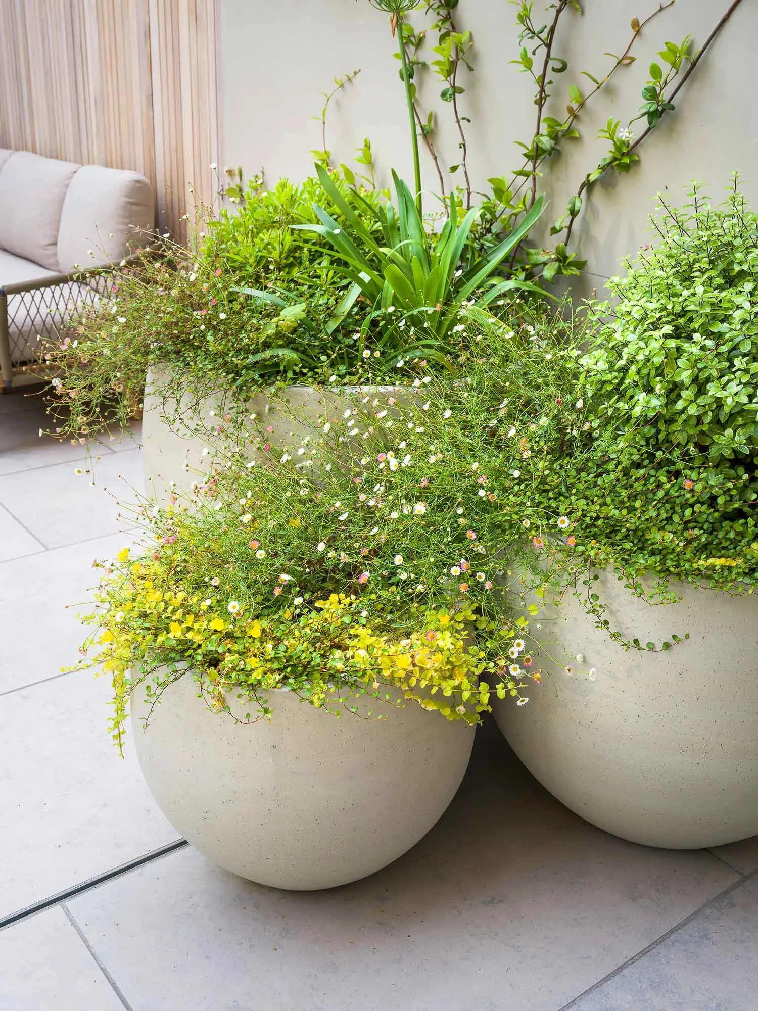 Close-up of three large spherical cream planters filled with trailing green plants and small white flowers against a pale wall
