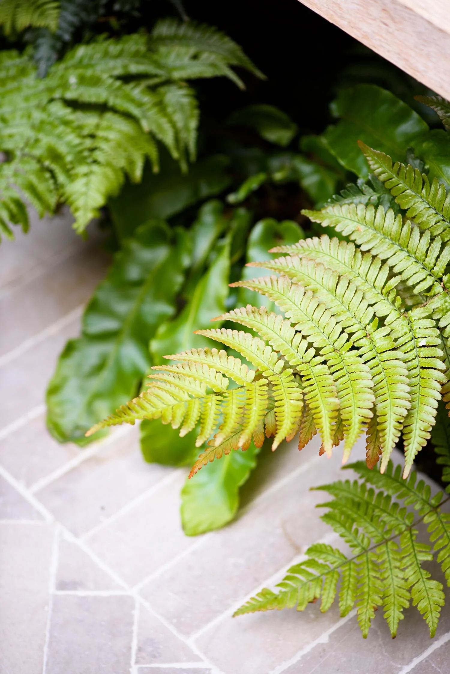 Macro shot of bright green fern fronds growing from a gap in a grey stone patio near a light wood garden bench