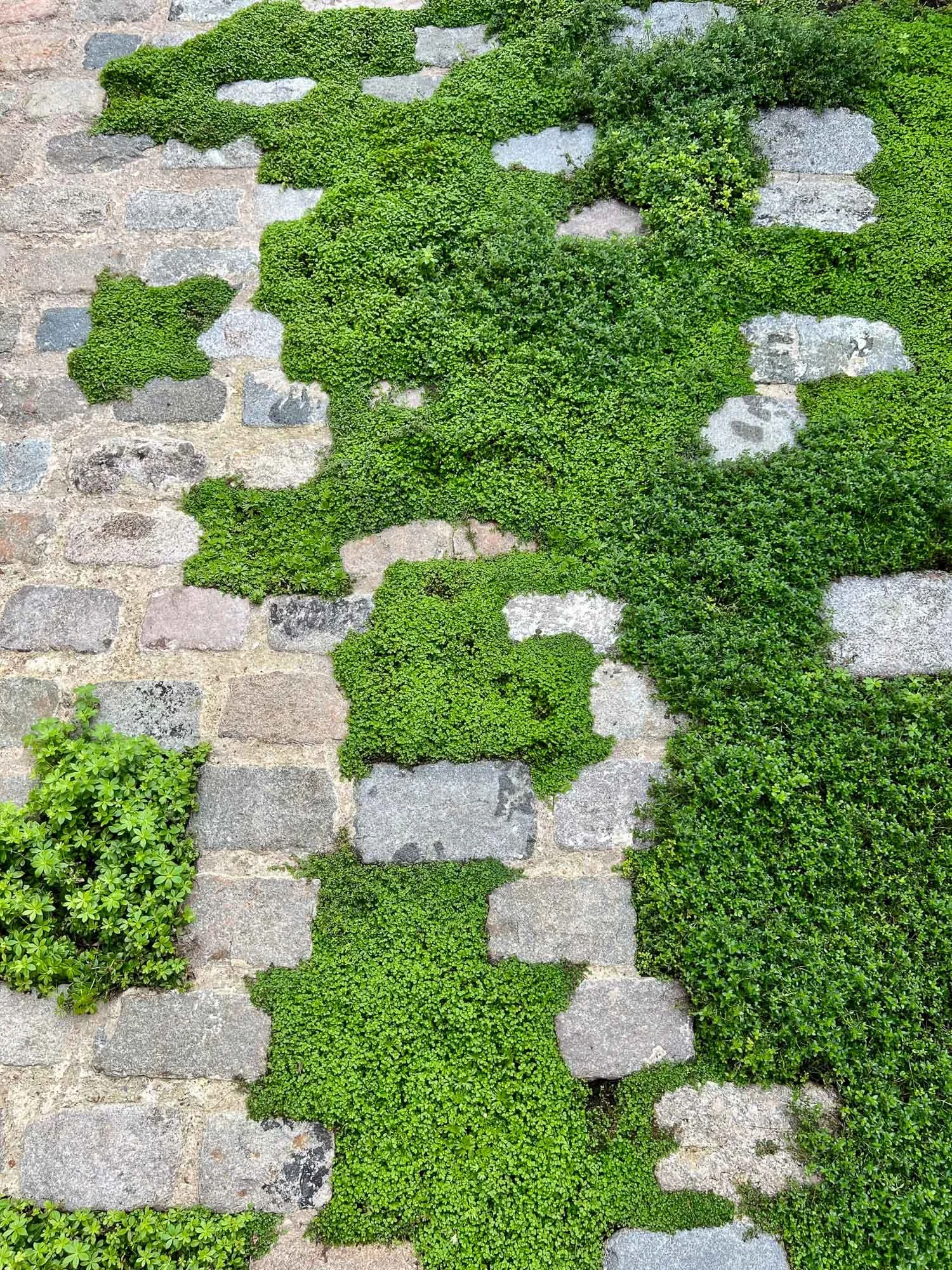 Green moss and small plants growing between gray cobblestone pavers on a pathway.