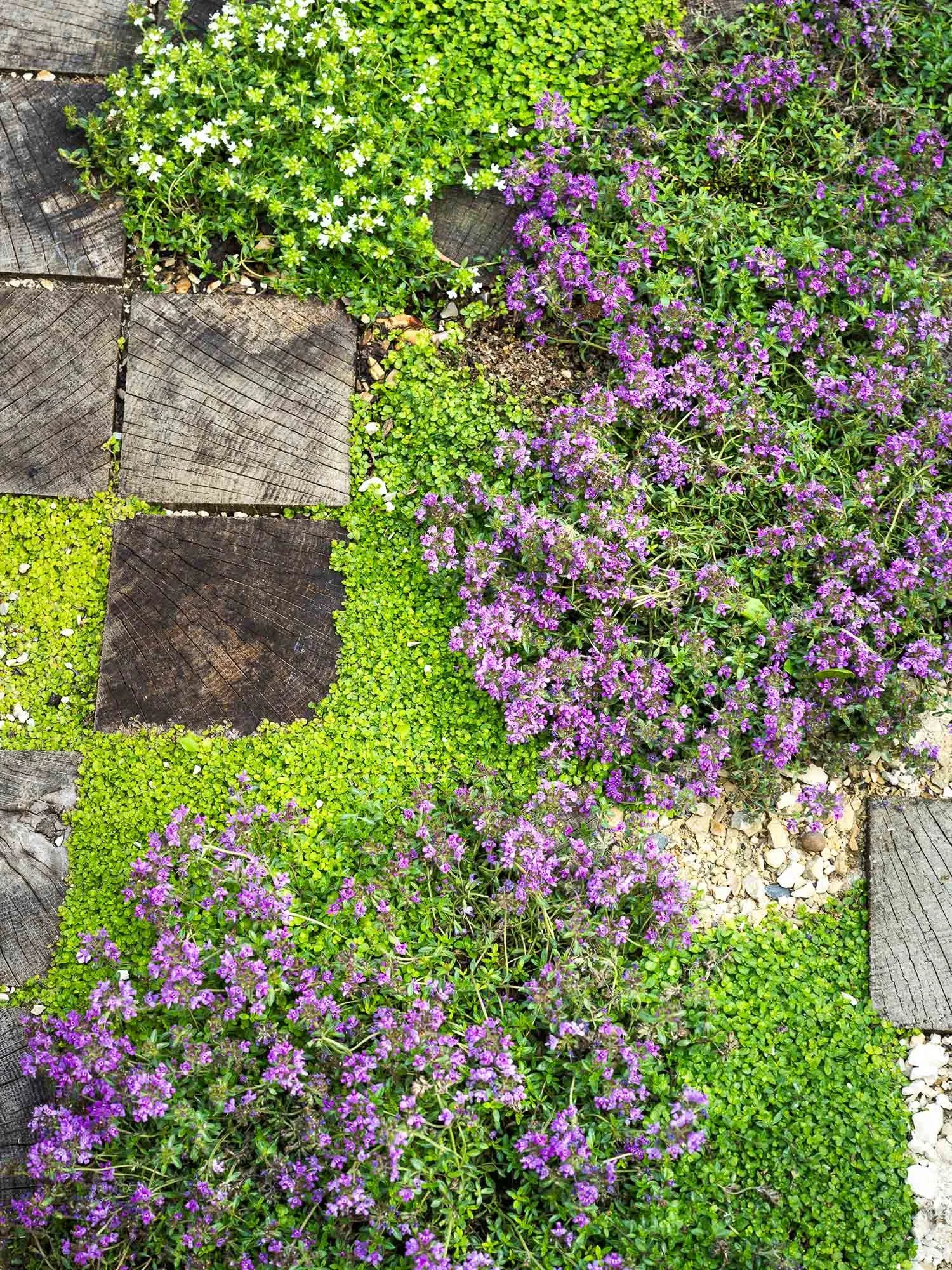 Close up of purple flowering thyme and green groundcover plants between square wooden paving blocks