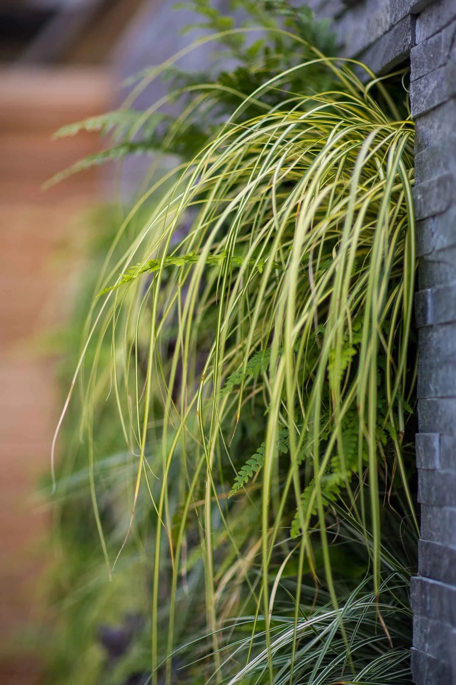 Close-up of various green and yellow ornamental grasses growing against a dark stone wall.