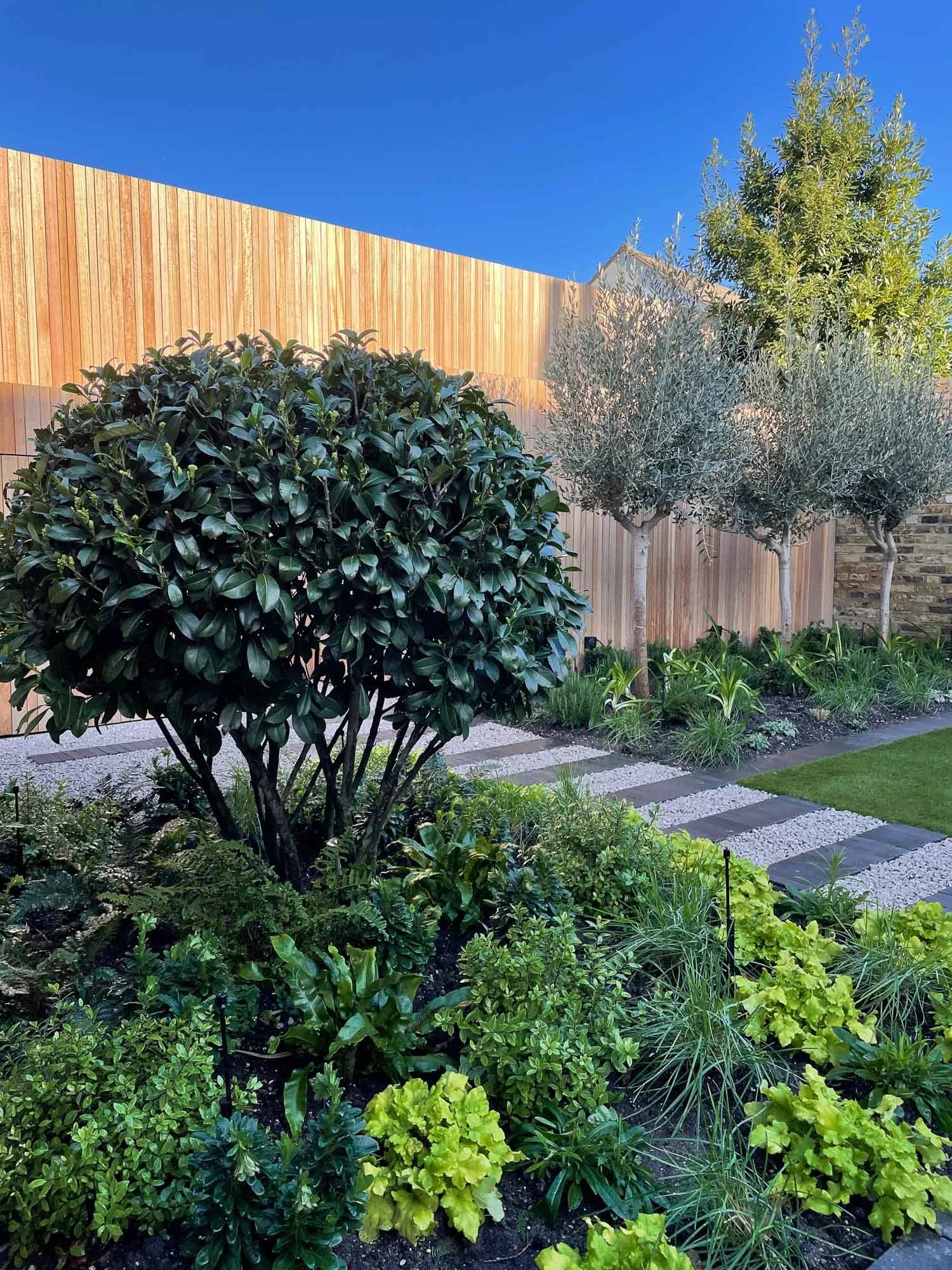 A tidy backyard garden featuring a large bushy tree with dark green leaves, three smaller trees with silvery leaves, and a well-maintained lawn with a stepping stone pathway, enclosed by a wooden fence.