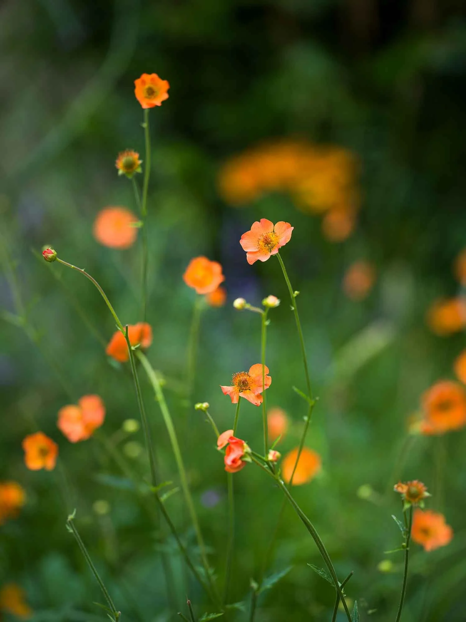 Close-up of orange Geum flowers blooming in a garden border
