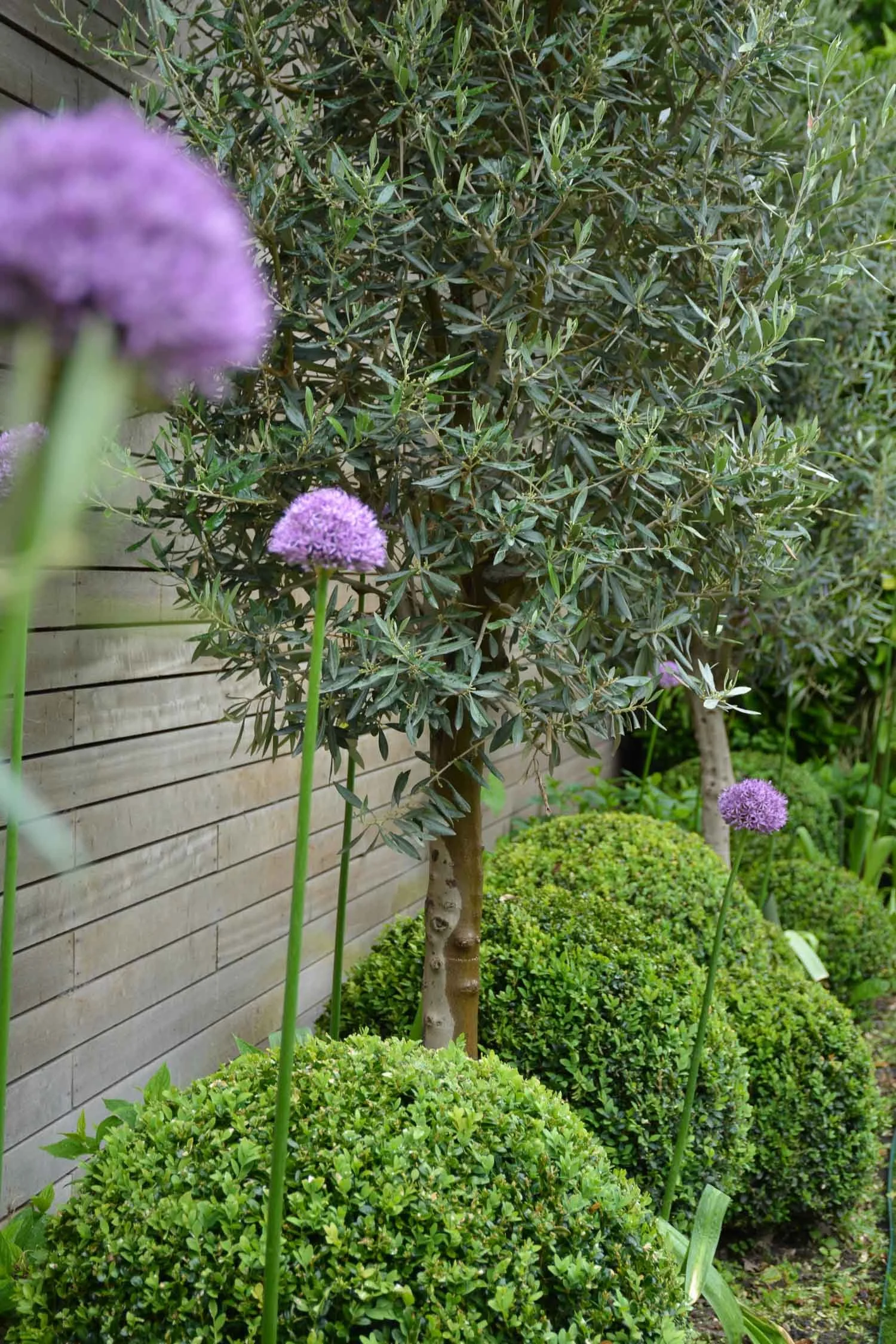 Garden scene with green bushes, purple flowering plants, a small tree with dark green leaves, and a wooden fence in the background.
