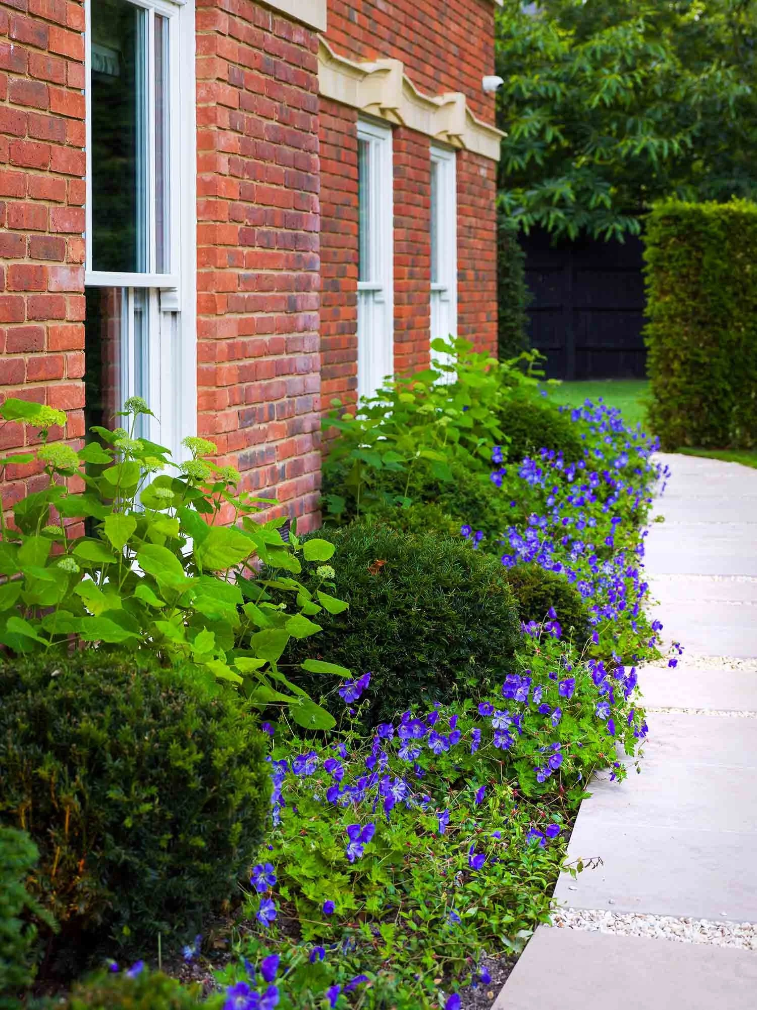 Blue geraniums and box hedge balls lining a stone path next to a red brick house with white sash windows