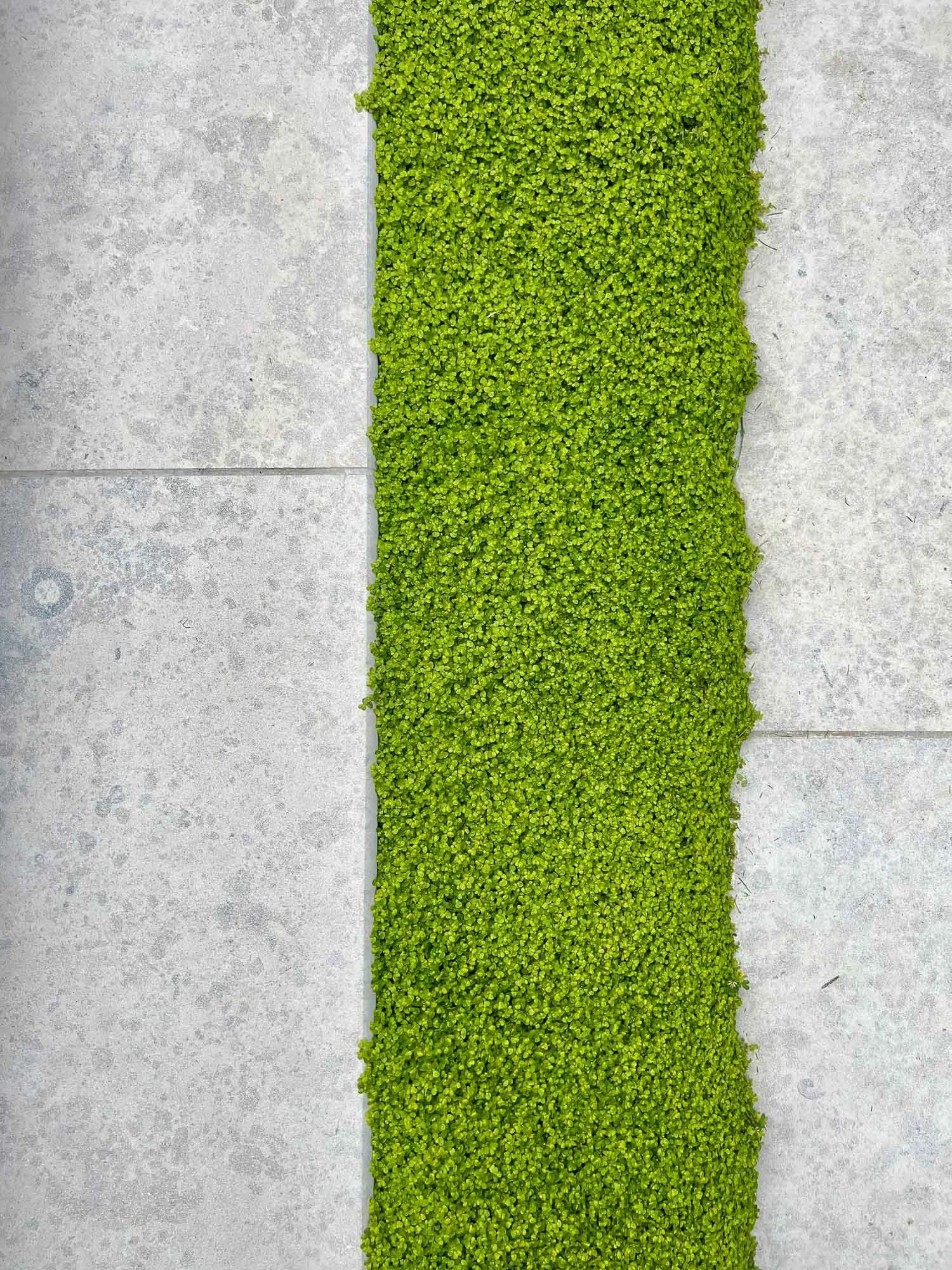 A vertical strip of small green plants growing in a line on concrete tiles.