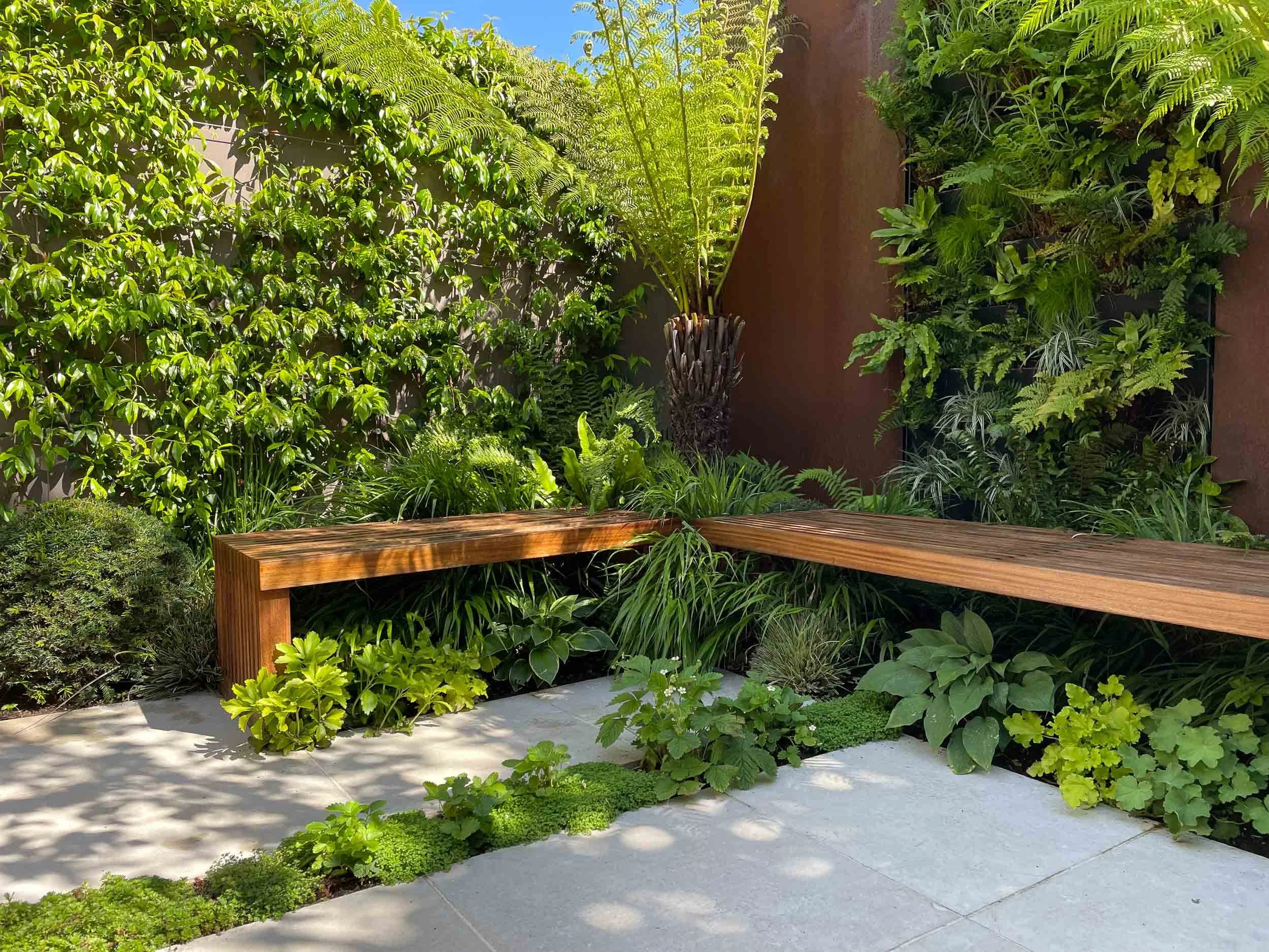 A small backyard garden with a variety of green plants and a wooden bench against a wall covered with vertical garden plants. Sunny day with shadows on the concrete patio.