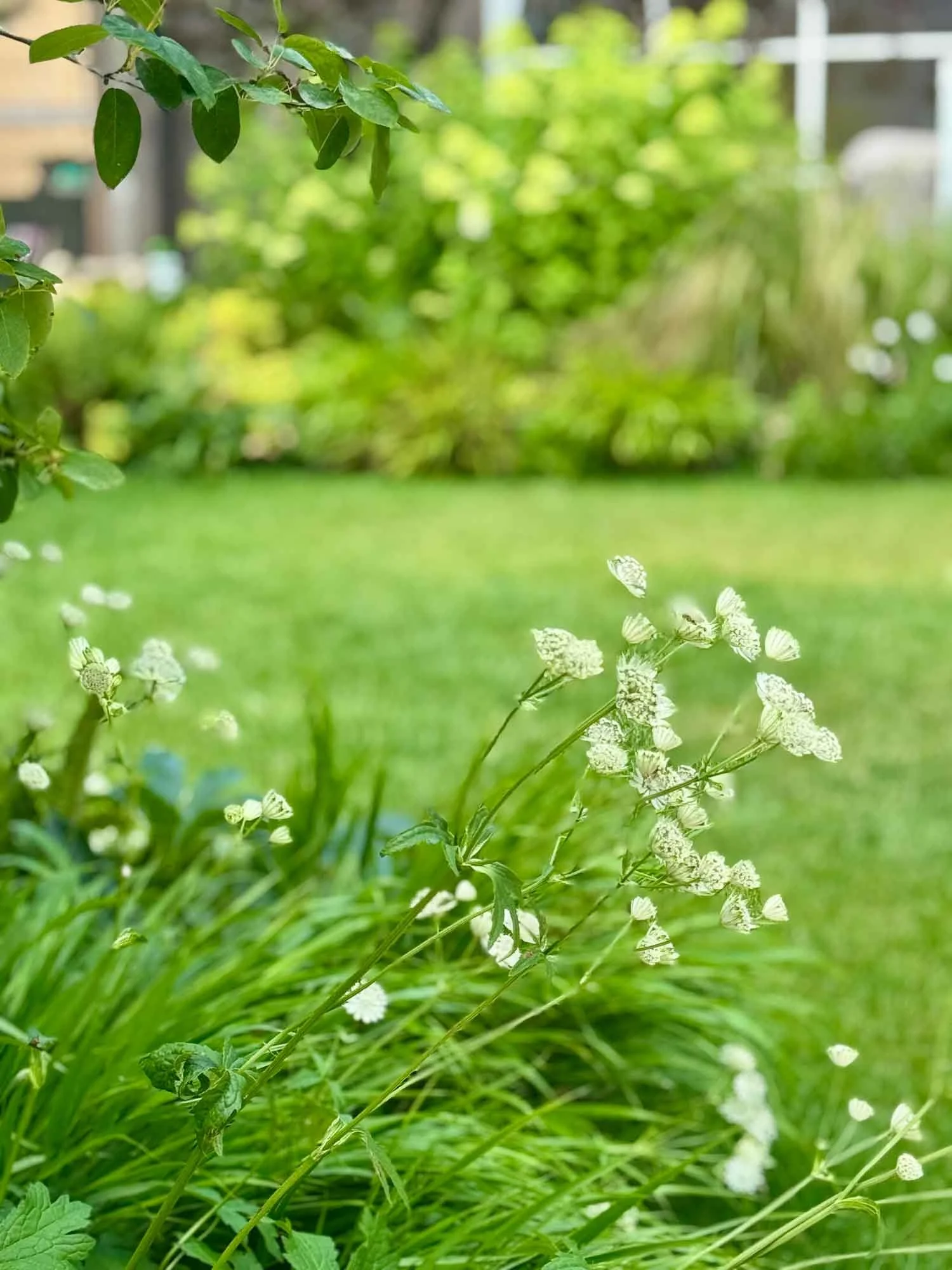 White butterfly perched on a grassy plant in a garden with a lush green lawn in the background.