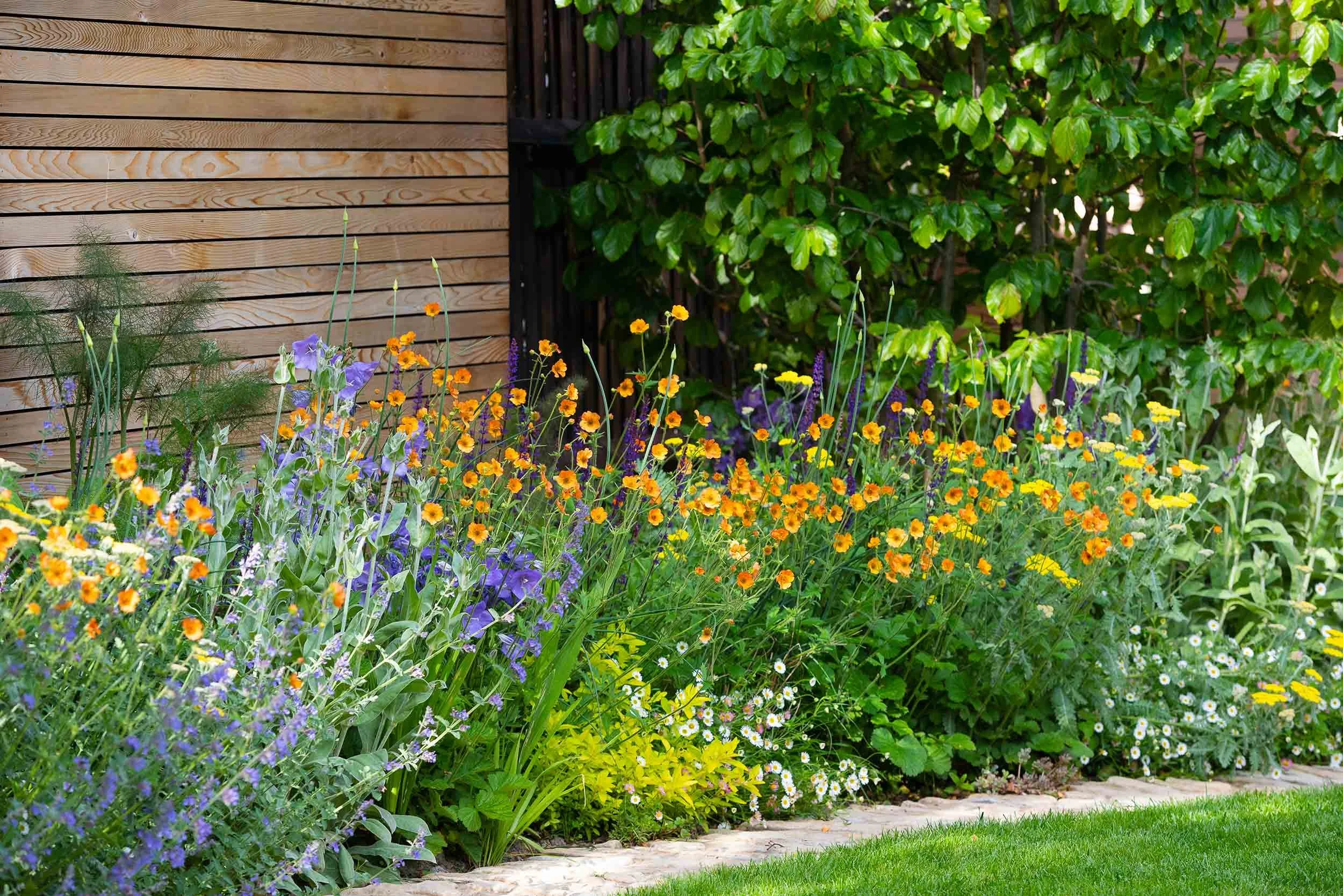 Vibrant garden border with orange and blue flowers against a horizontal cedar slat fence and green trees