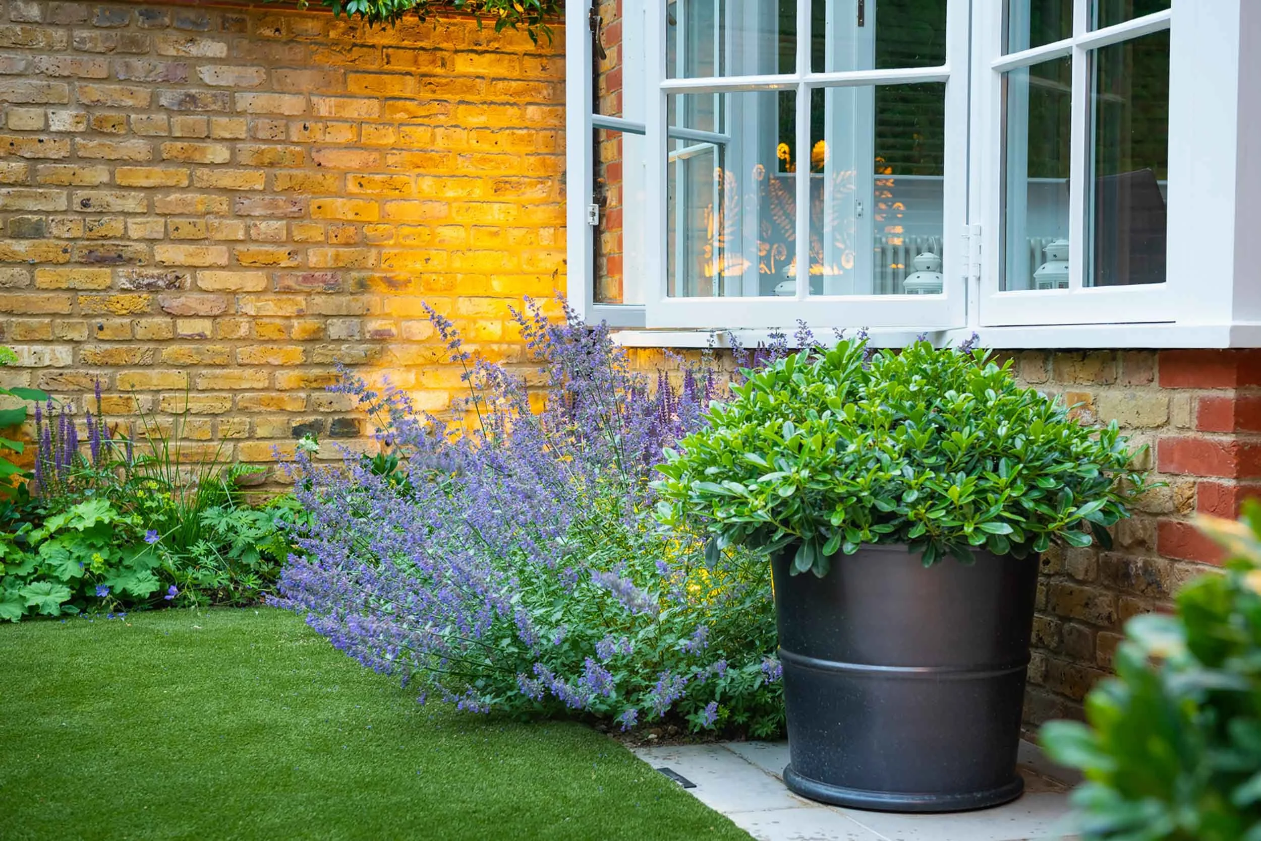 Garden planting featuring purple Nepeta and green shrubs in a black planter by a white window and artificial lawn