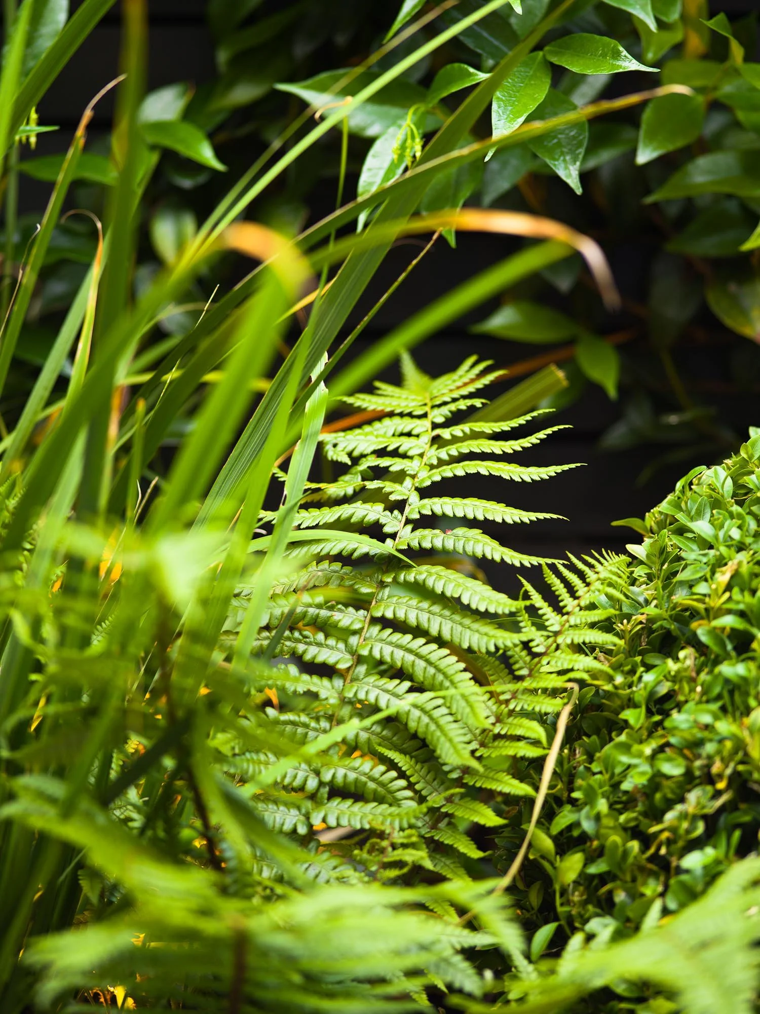 Detailed view of bright green fern leaves and tall grass growing together in a densely planted courtyard garden