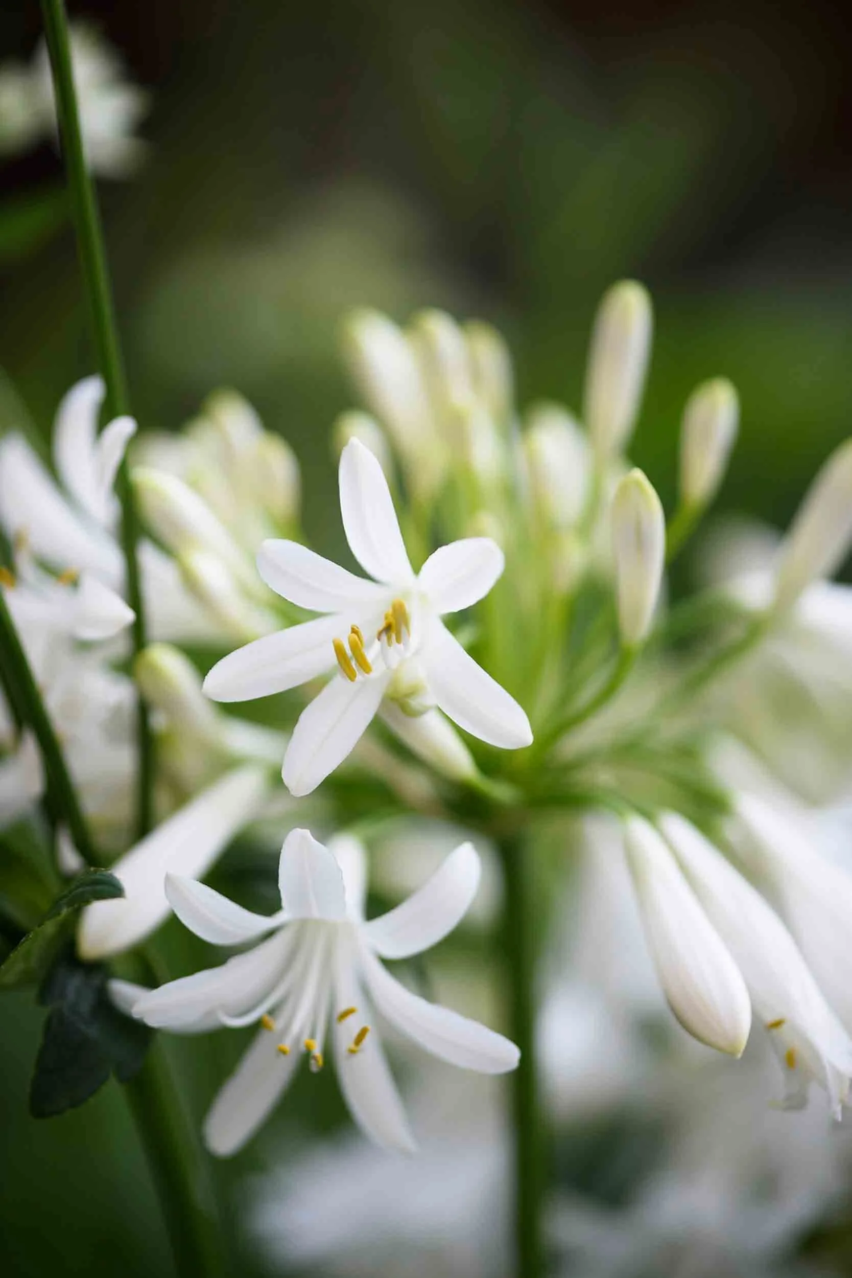 Close-up of delicate white Agapanthus flowers with yellow stamens, with a cluster of buds in the blurred background