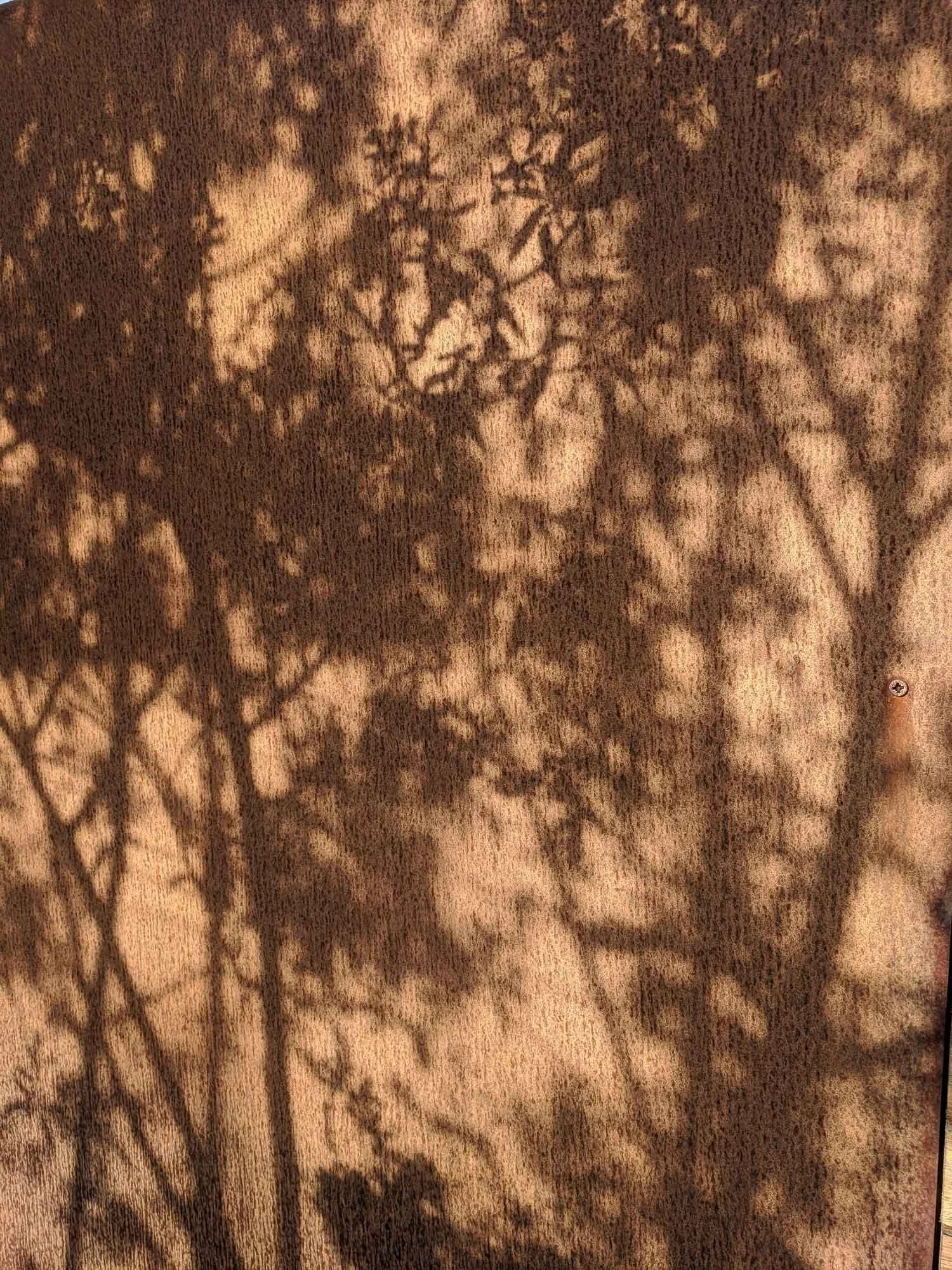 Shadows of tree branches and leaves cast on a textured surface, possibly a wall or floor.