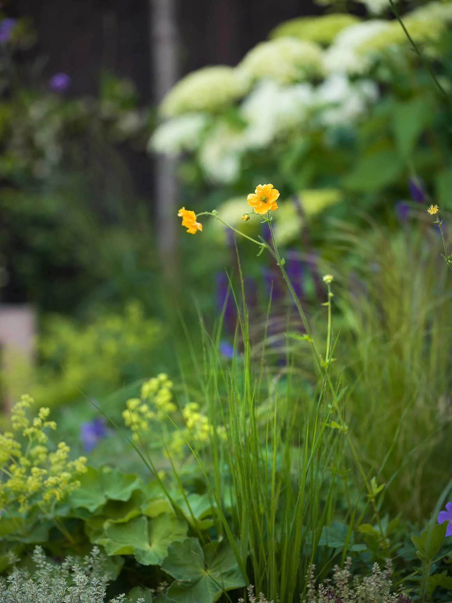 Soft-focus close-up of a yellow flower on a tall stem, surrounded by green grasses and mixed garden planting
