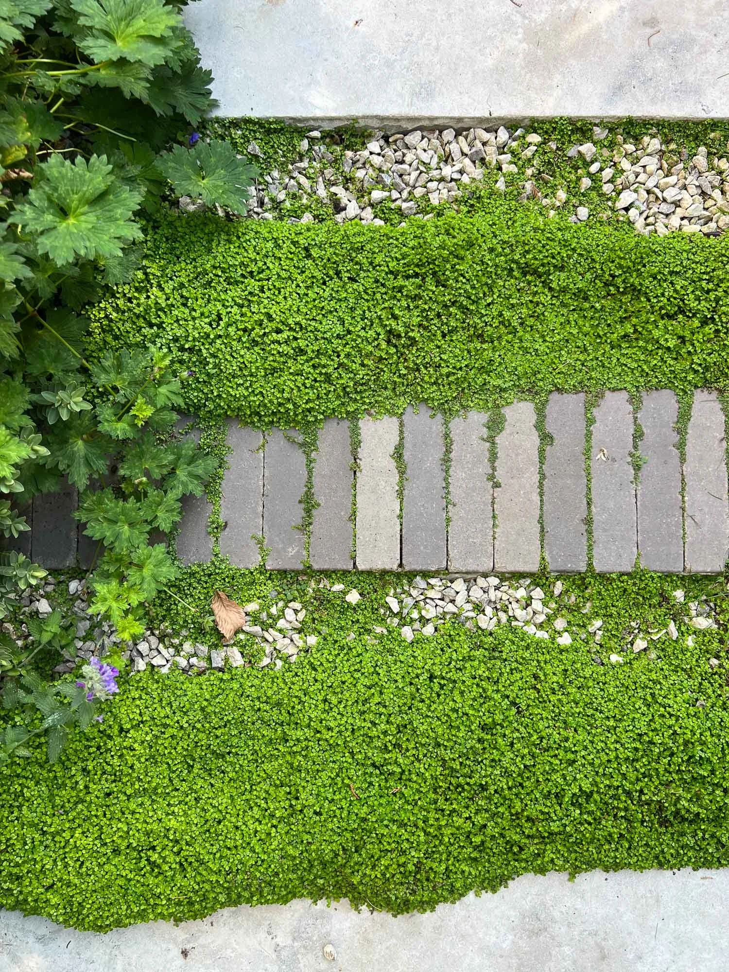A top-down view of a garden path with grey tiles, small green ground cover plants, and surrounding greenery including larger leaves and purple flowers.