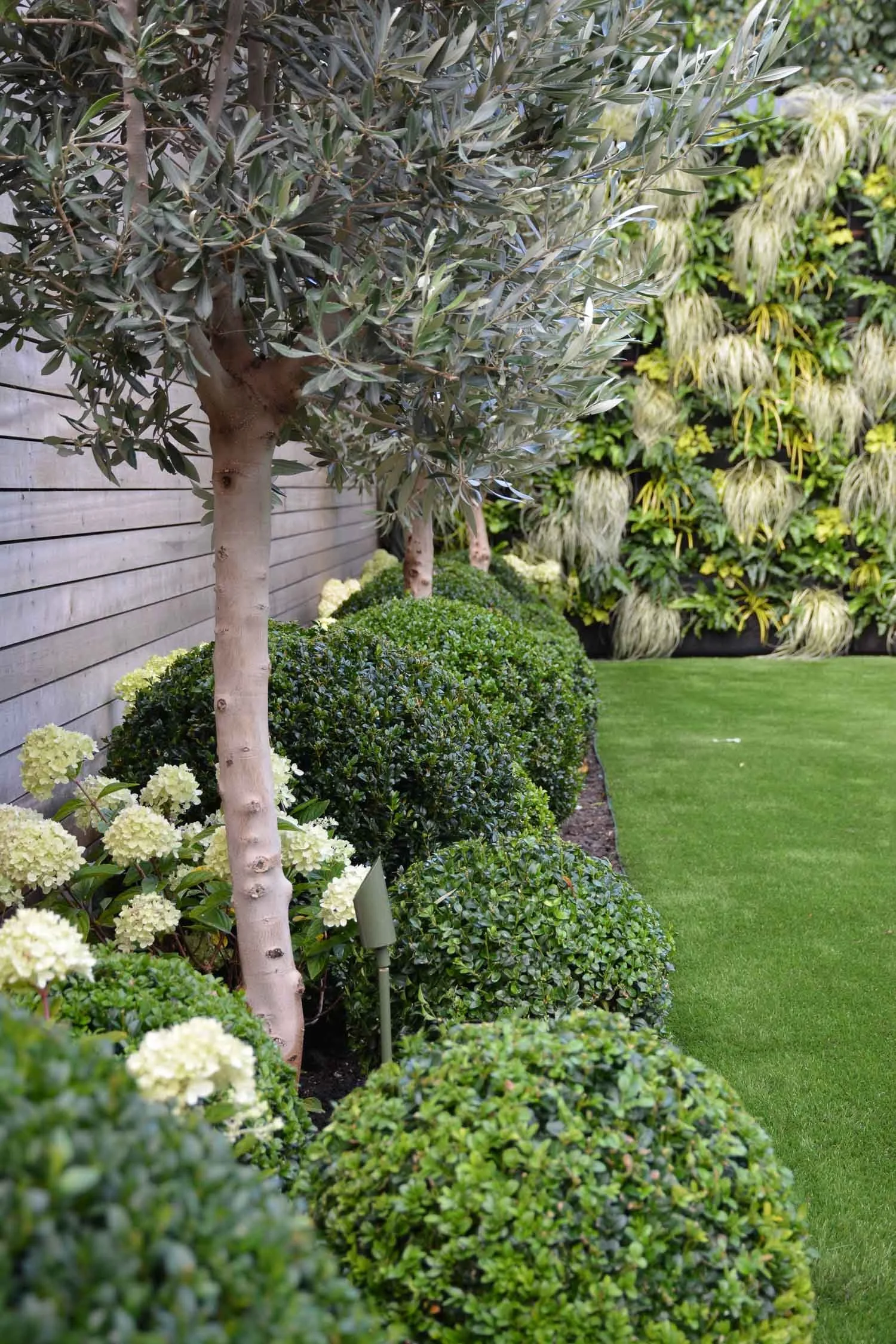 A well-maintained garden with neatly trimmed bushes, olive trees, and a lush green lawn, surrounded by a wooden fence and a vertical at-wall of green plants in the background.