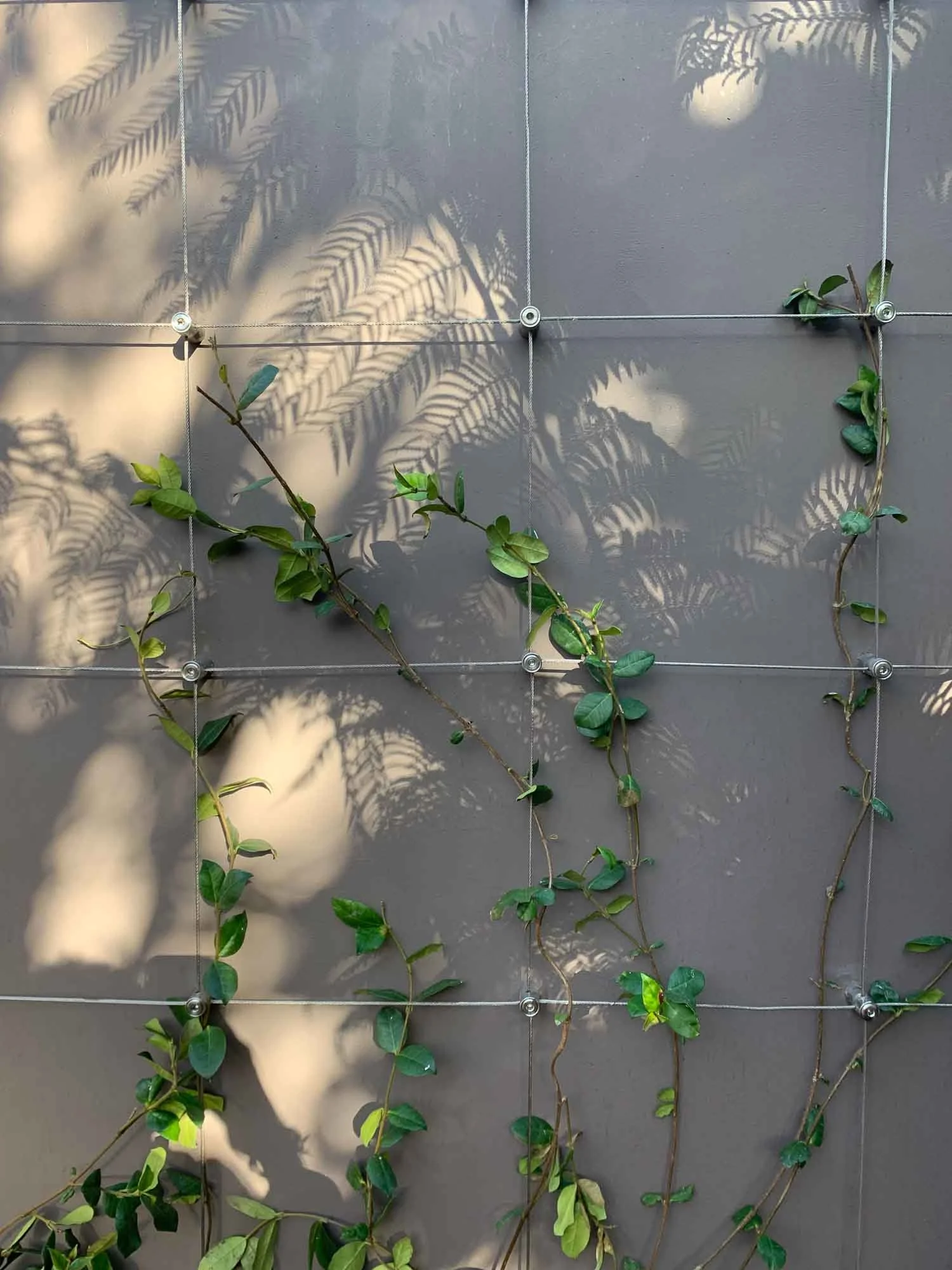 A gray wall with a plant climbing with green leaves, casting shadows of fern and other plants on the wall.