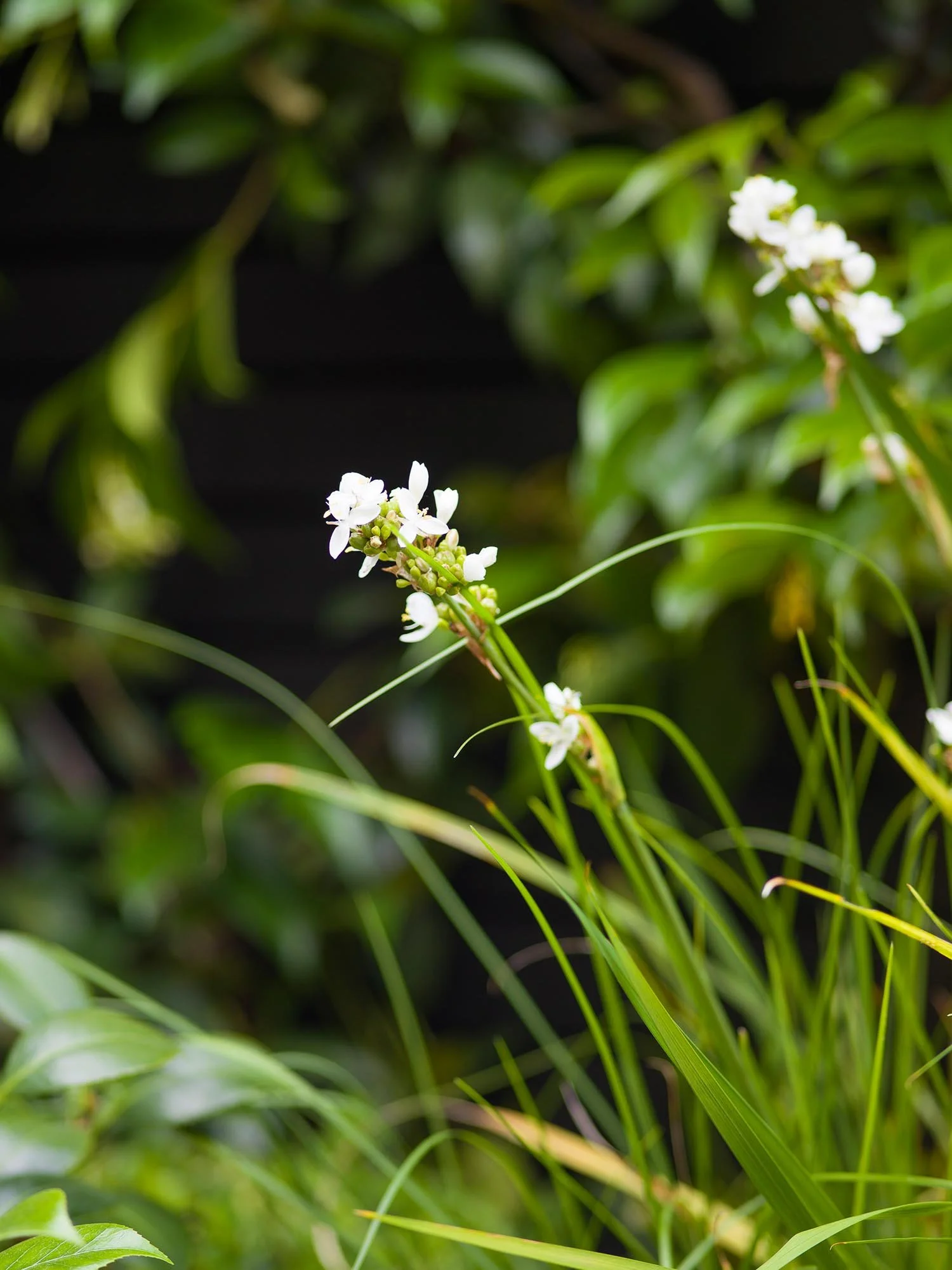 Close up of delicate white flowers on a tall green stem with a blurred background of leafy garden plants and trees