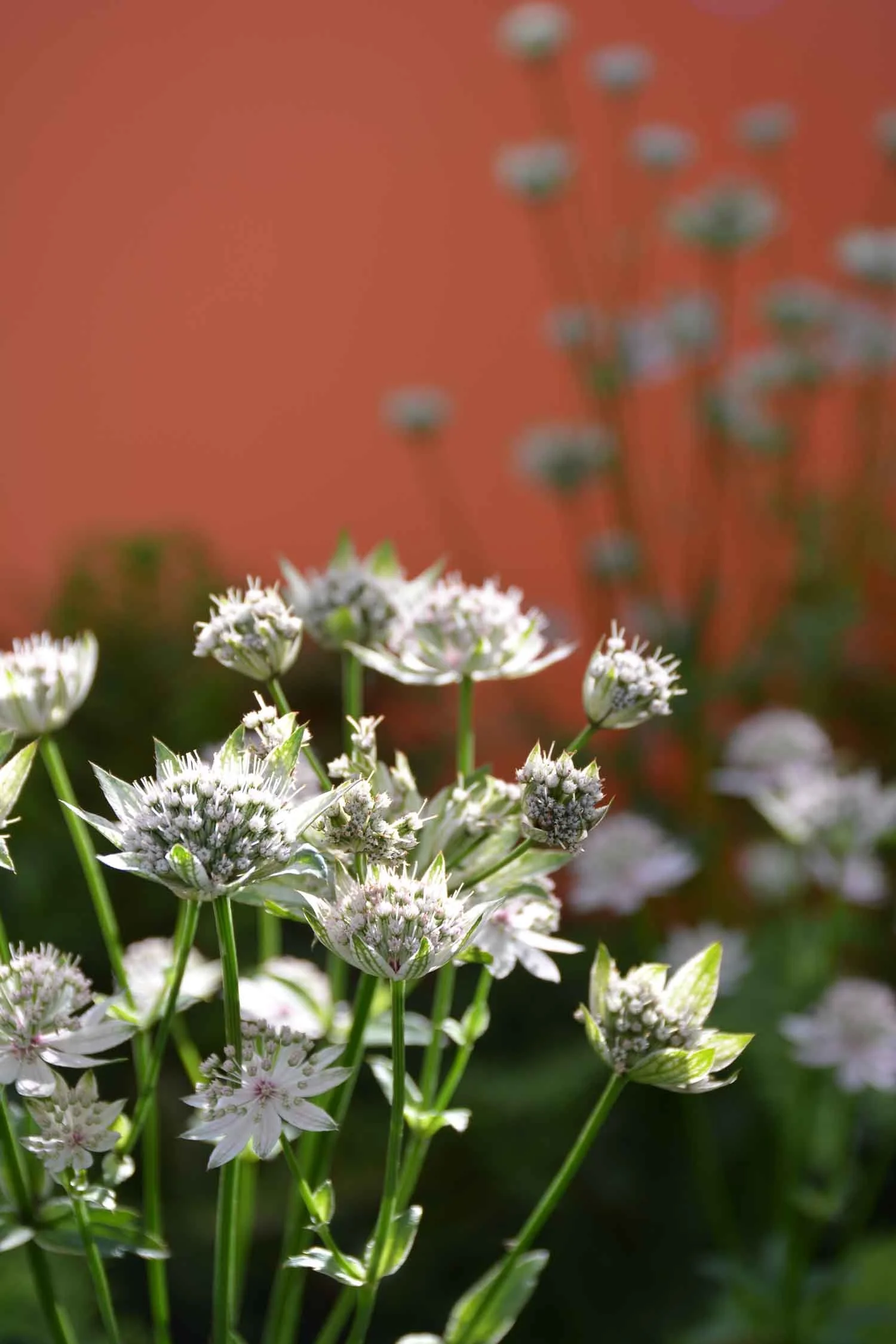 Close-up of white flowering plants with numerous small white blossoms, green stems, and leaves against a blurred reddish-brown background.