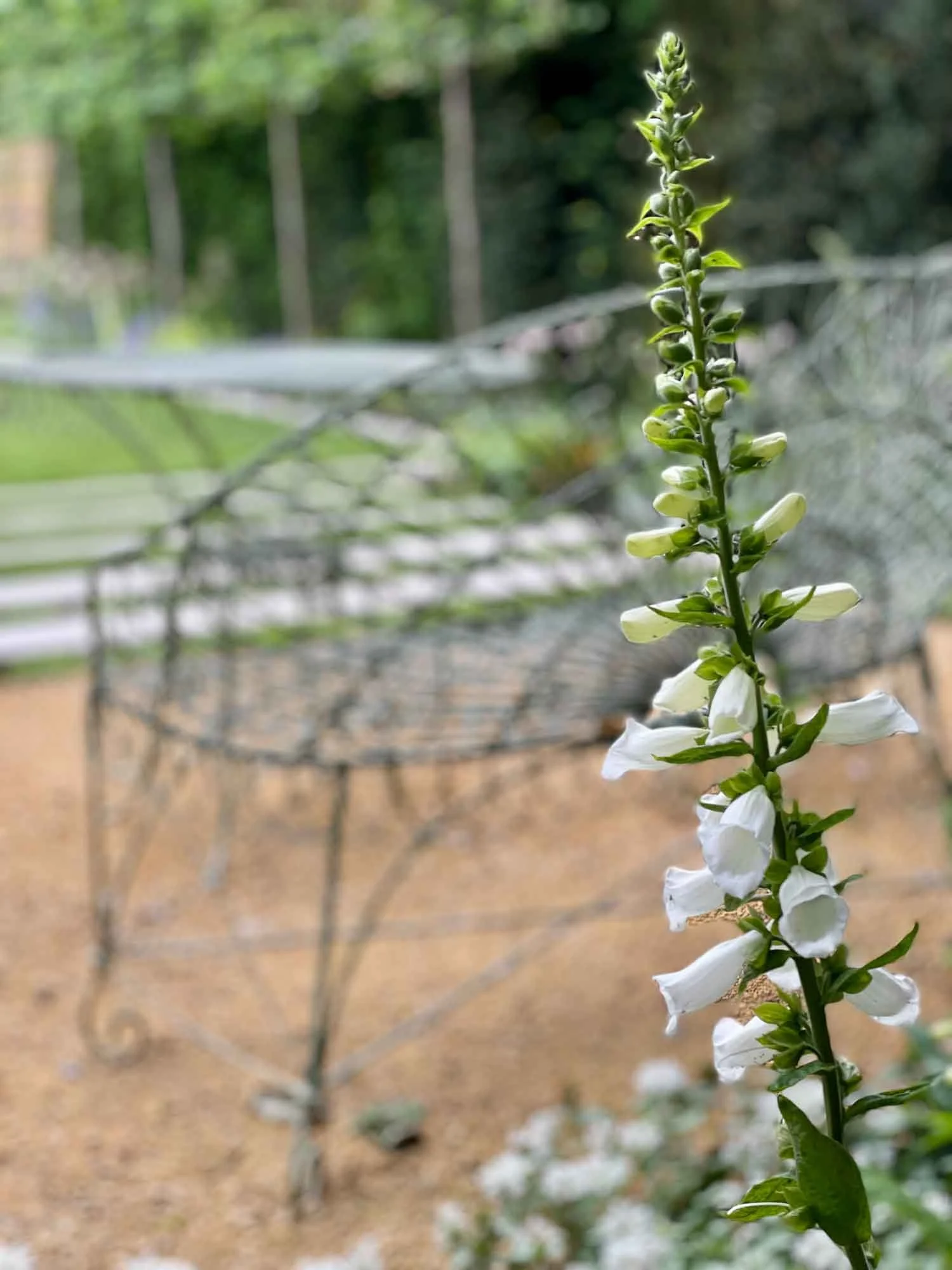 A tall, green flowering plant with white tubular flowers growing vertically, in a garden setting with a blurred background including a wire garden frame and trees.