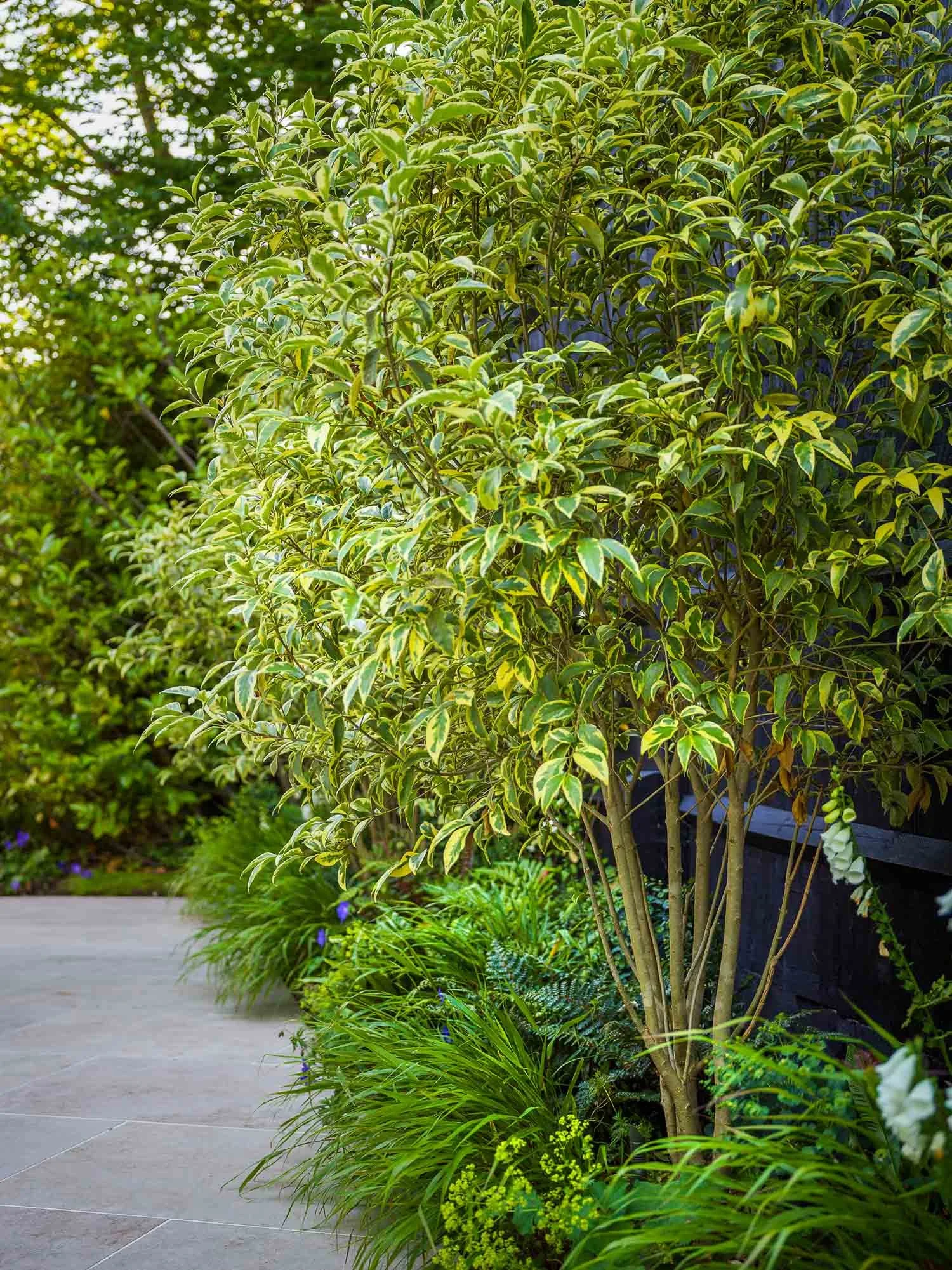 Variegated shrub with yellow and green leaves growing in a shaded border beside a stone path and a black fence