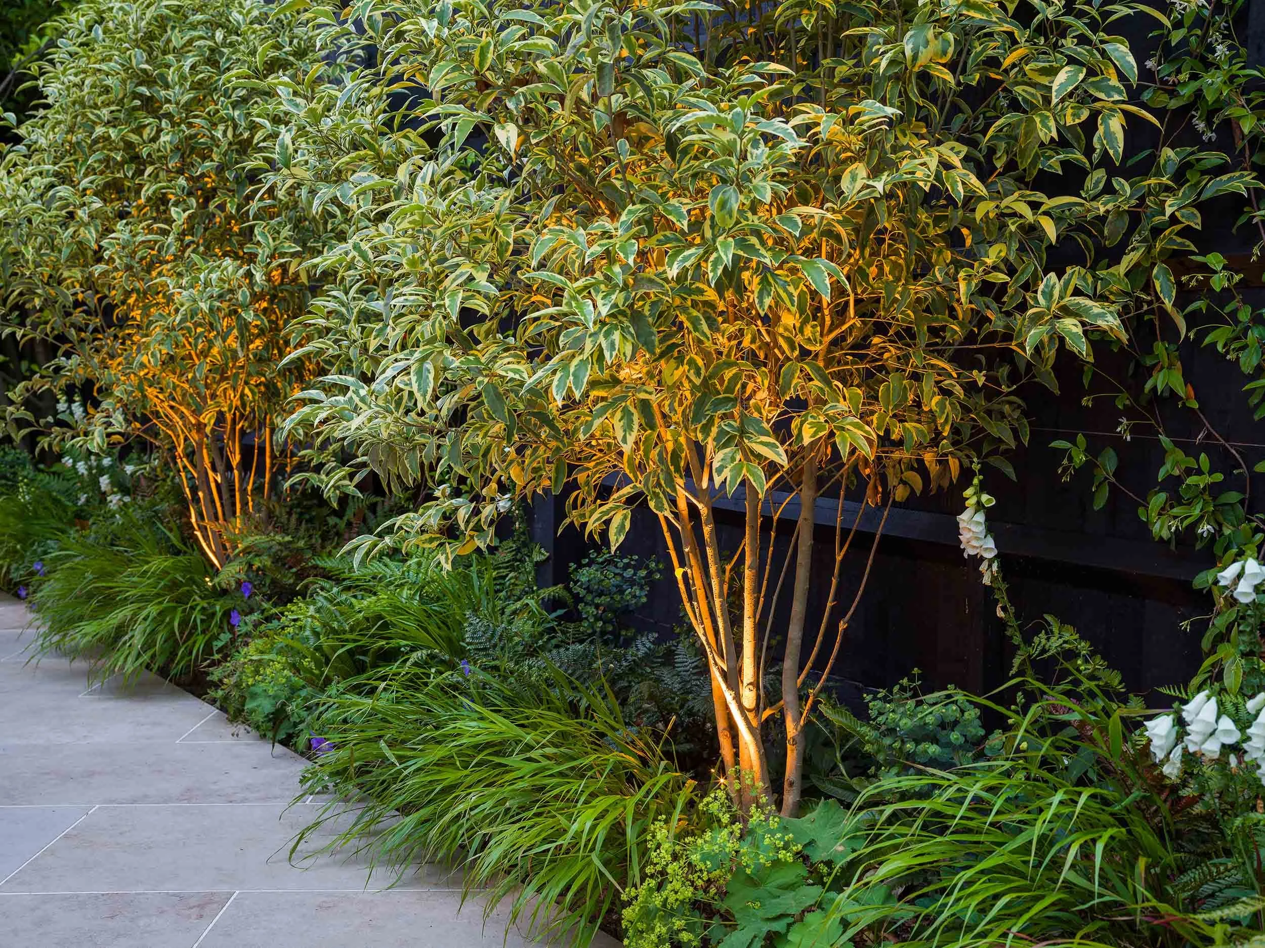 Uplit variegated trees and green grasses along a stone garden path at twilight beside a dark timber fence