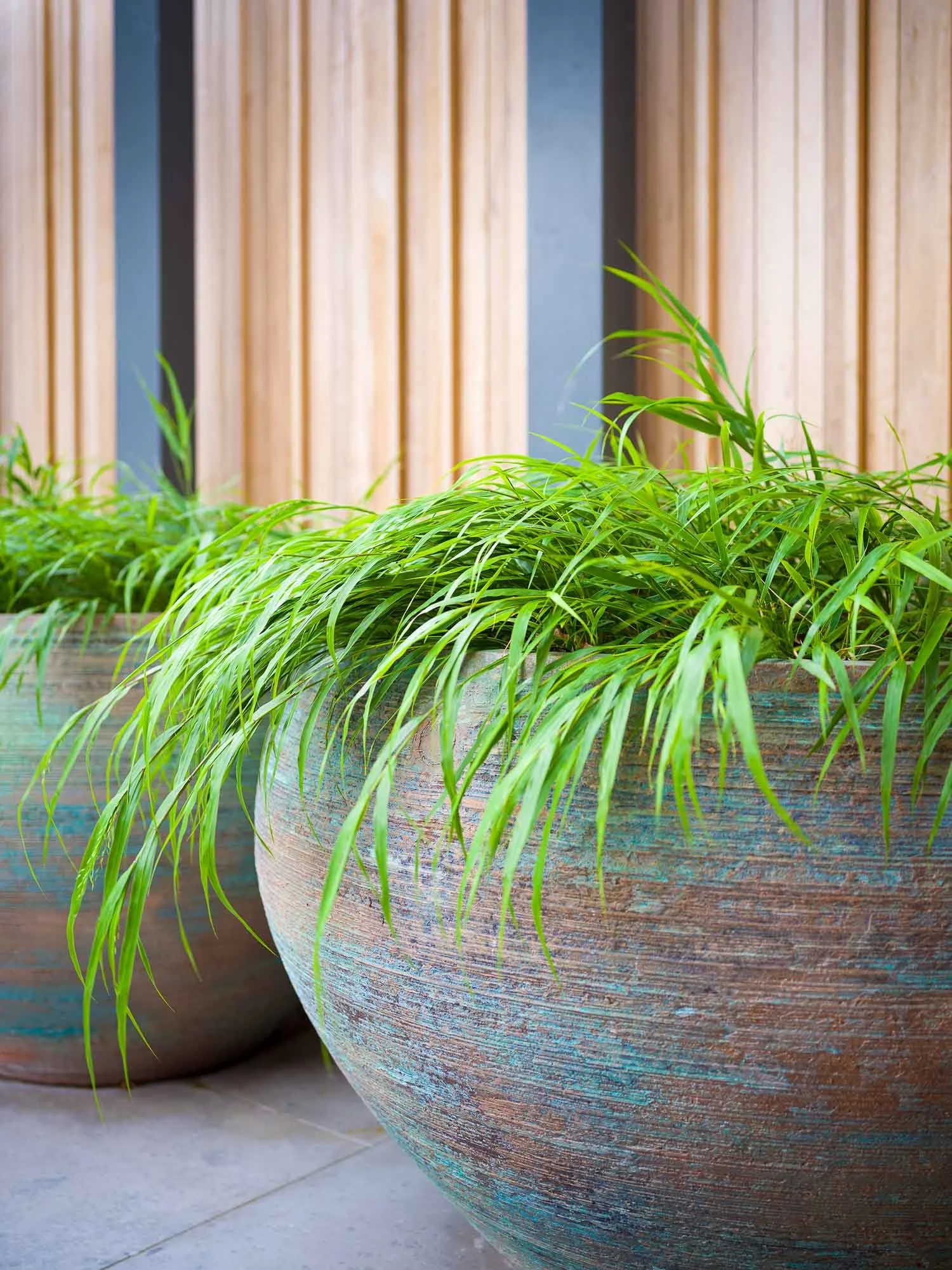 Close-up of ornamental grasses against a timber-clad garden wall