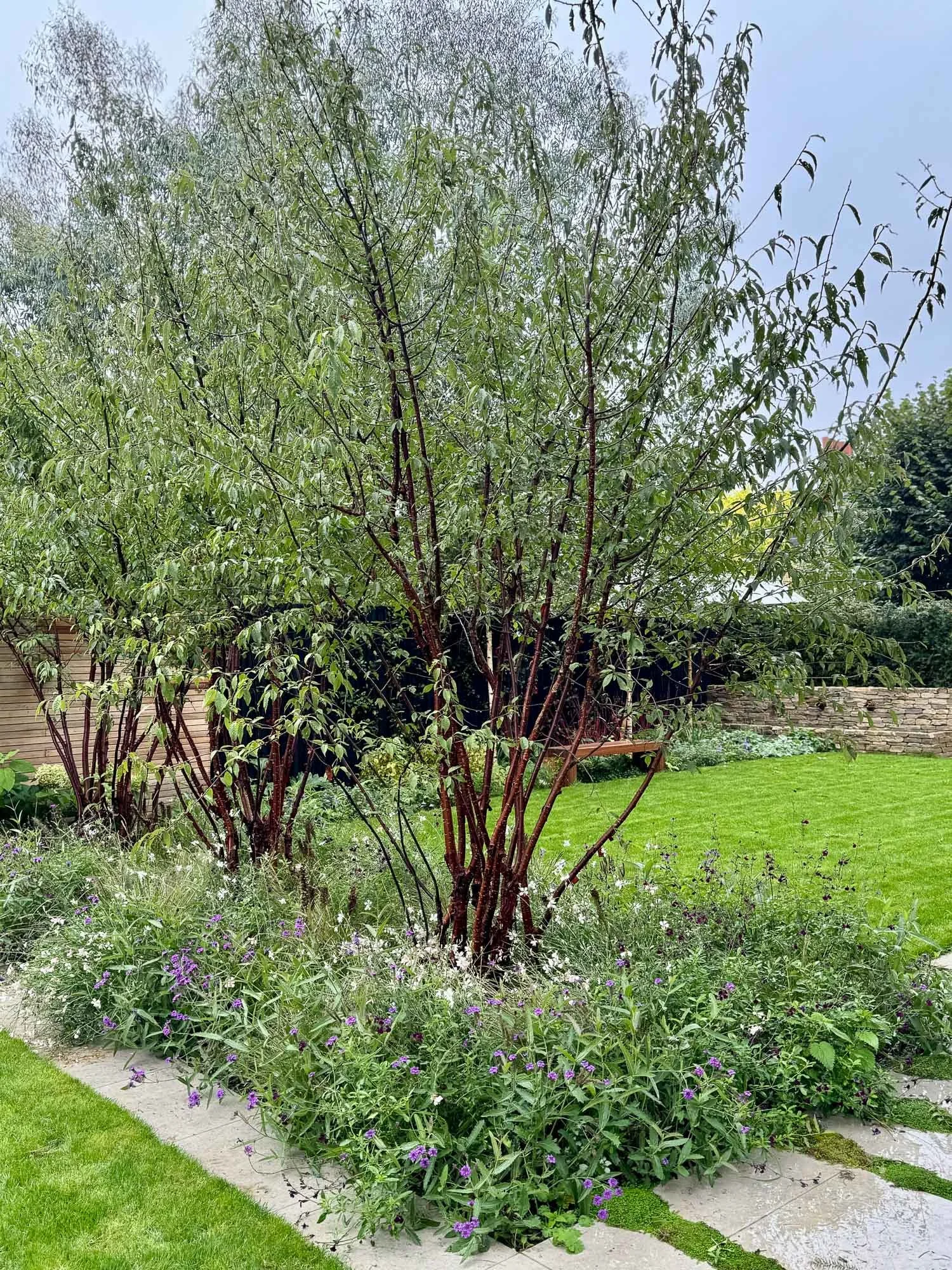 A lush garden with a tree at the center surrounded by flowering plants, bordered by a stone pathway and a green lawn, with a stone wall and bushes in the background.