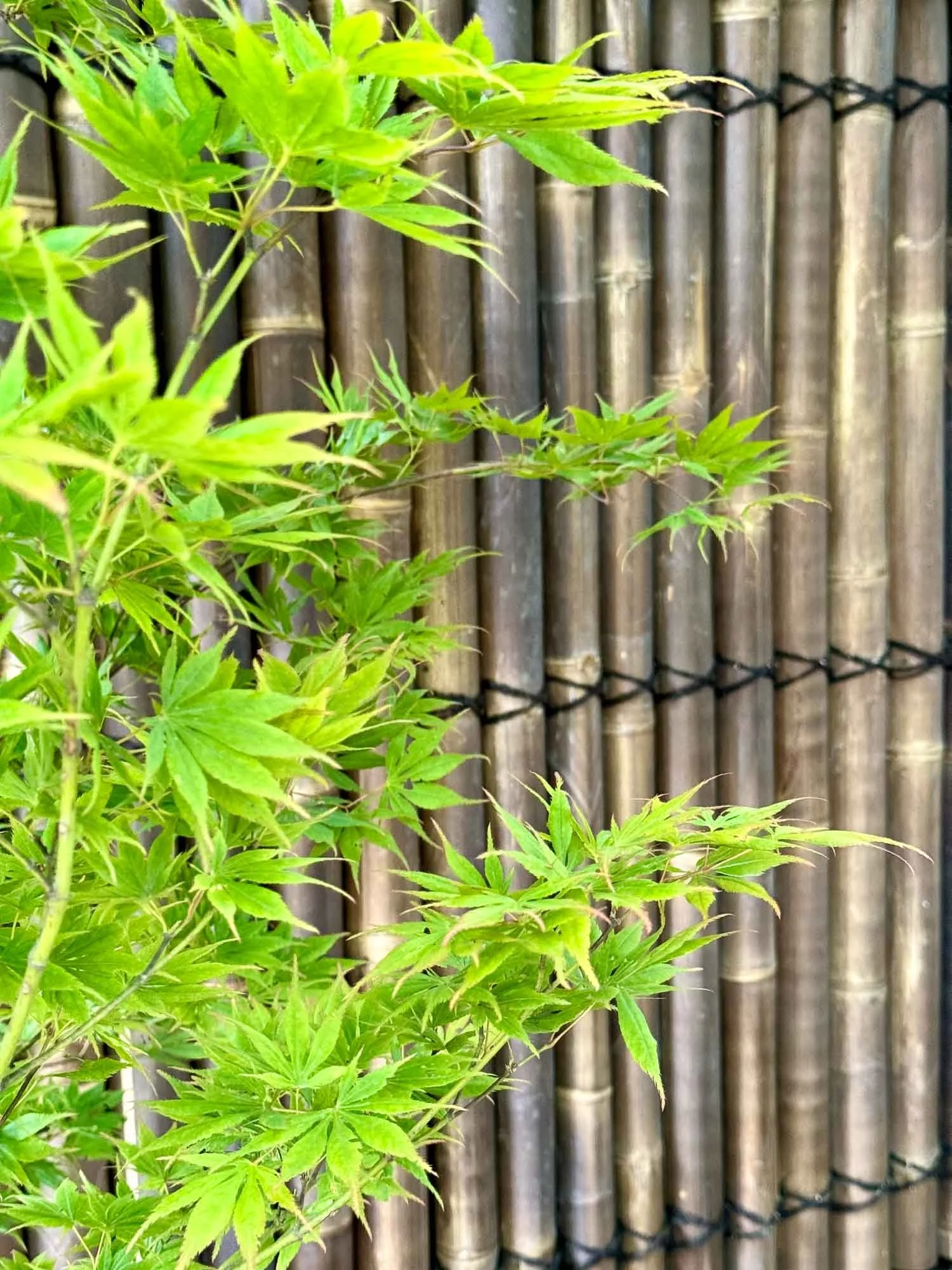 Green maple leaves growing outdoors in front of a bamboo fence.