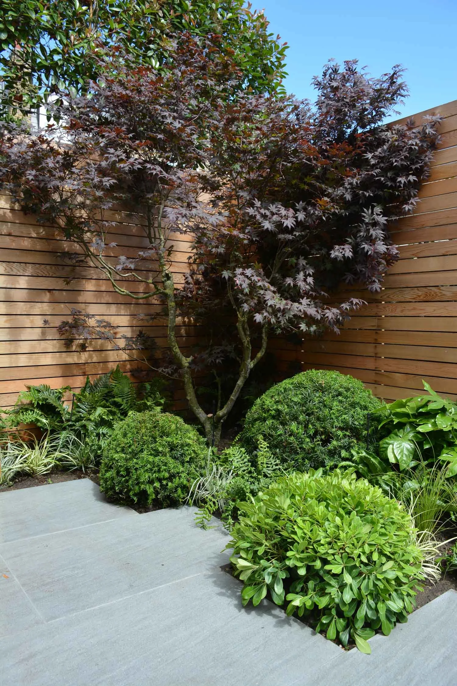 A landscaped garden with a Japanese maple tree, spherical shrubs, ferns, and other green plants, enclosed by a wooden privacy fence and a stone pathway.
