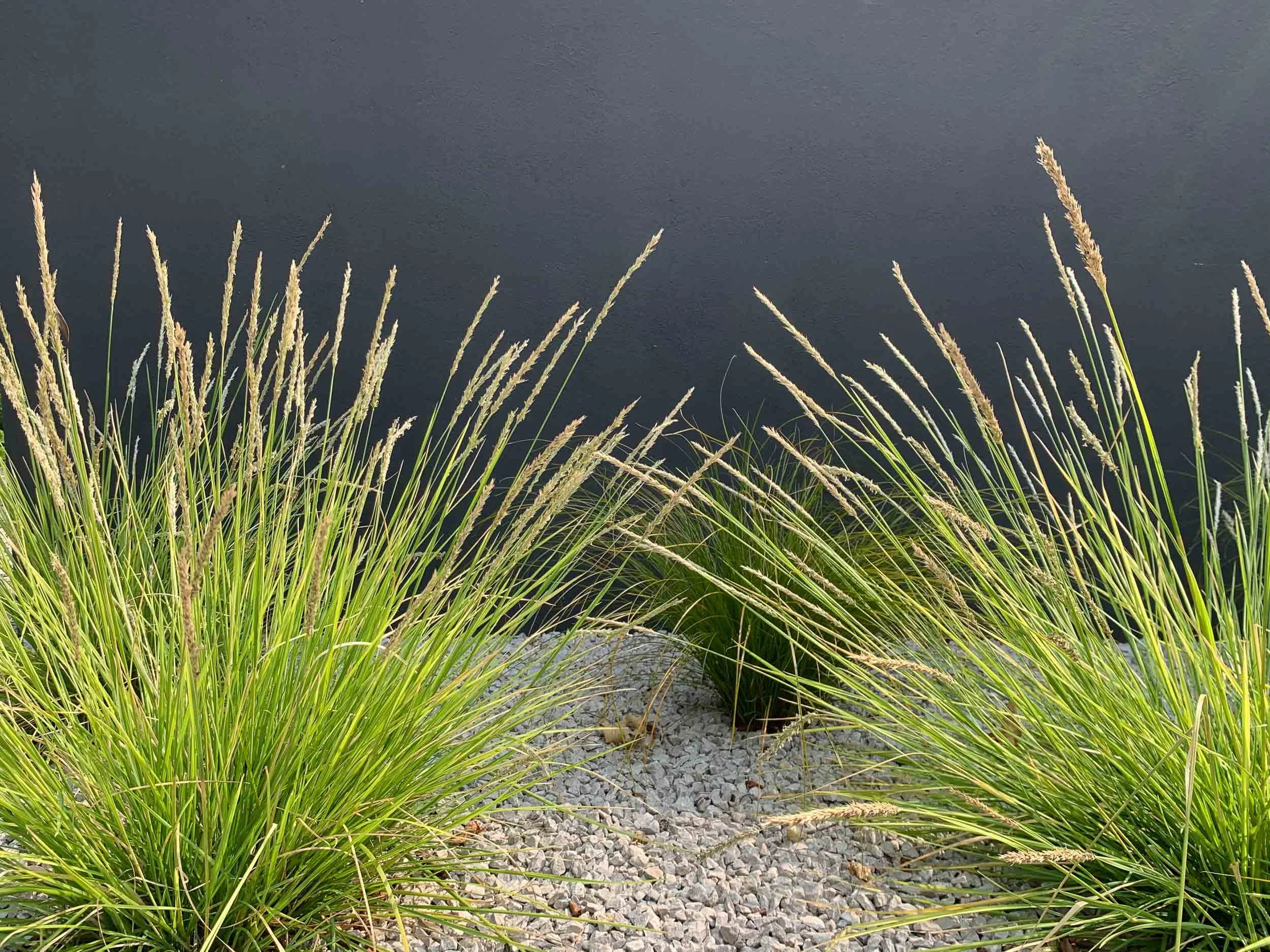 Tall green grasses with seed heads along a bed of gray gravel, next to a dark body of water.