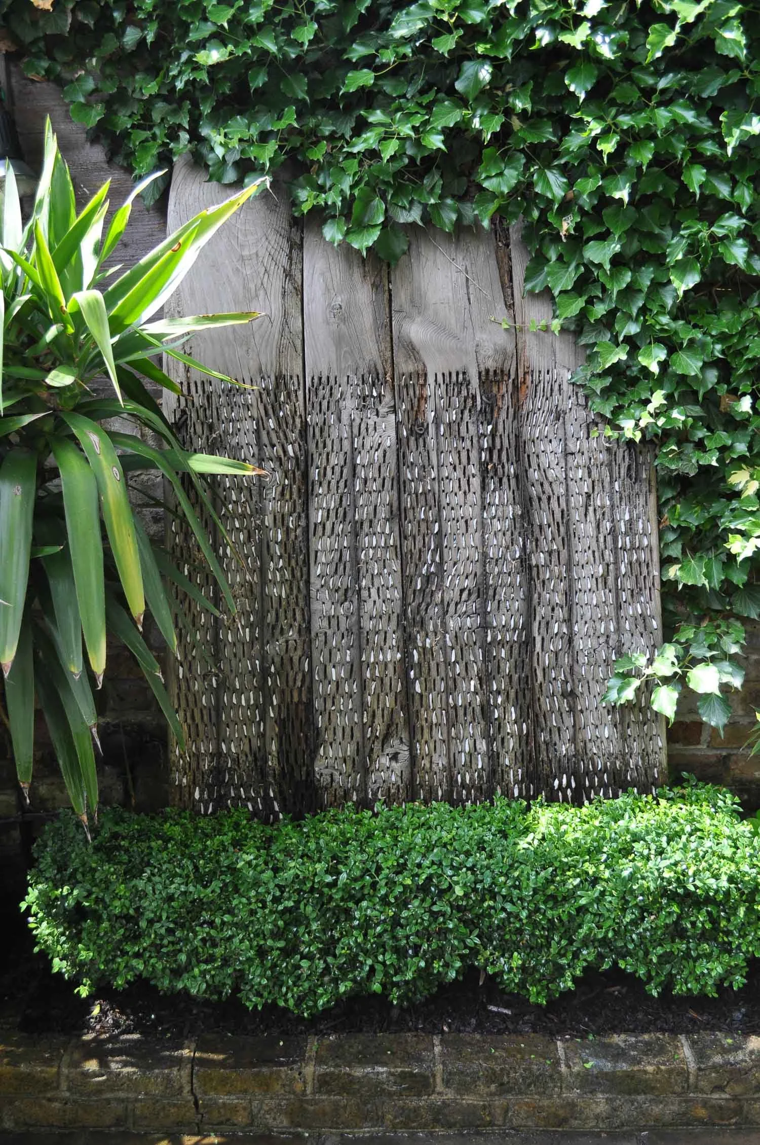 A garden scene with a weathered wooden fence, ivy climbing above, a green leafy shrub at the base, and a tall green plant with long pointed leaves on the left.